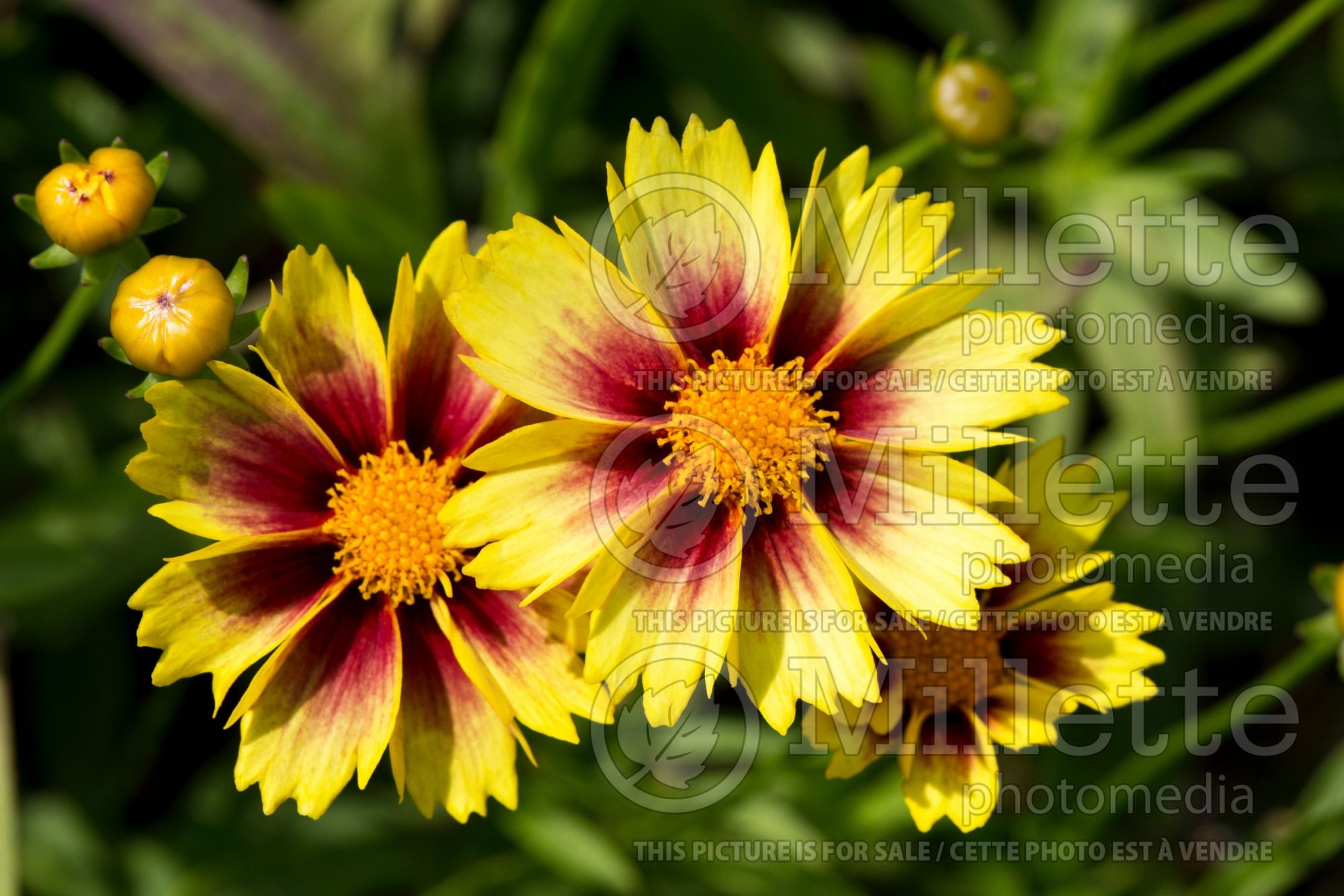 Coreopsis Li’l Bang Enchanted Eve (Tickseed) 4