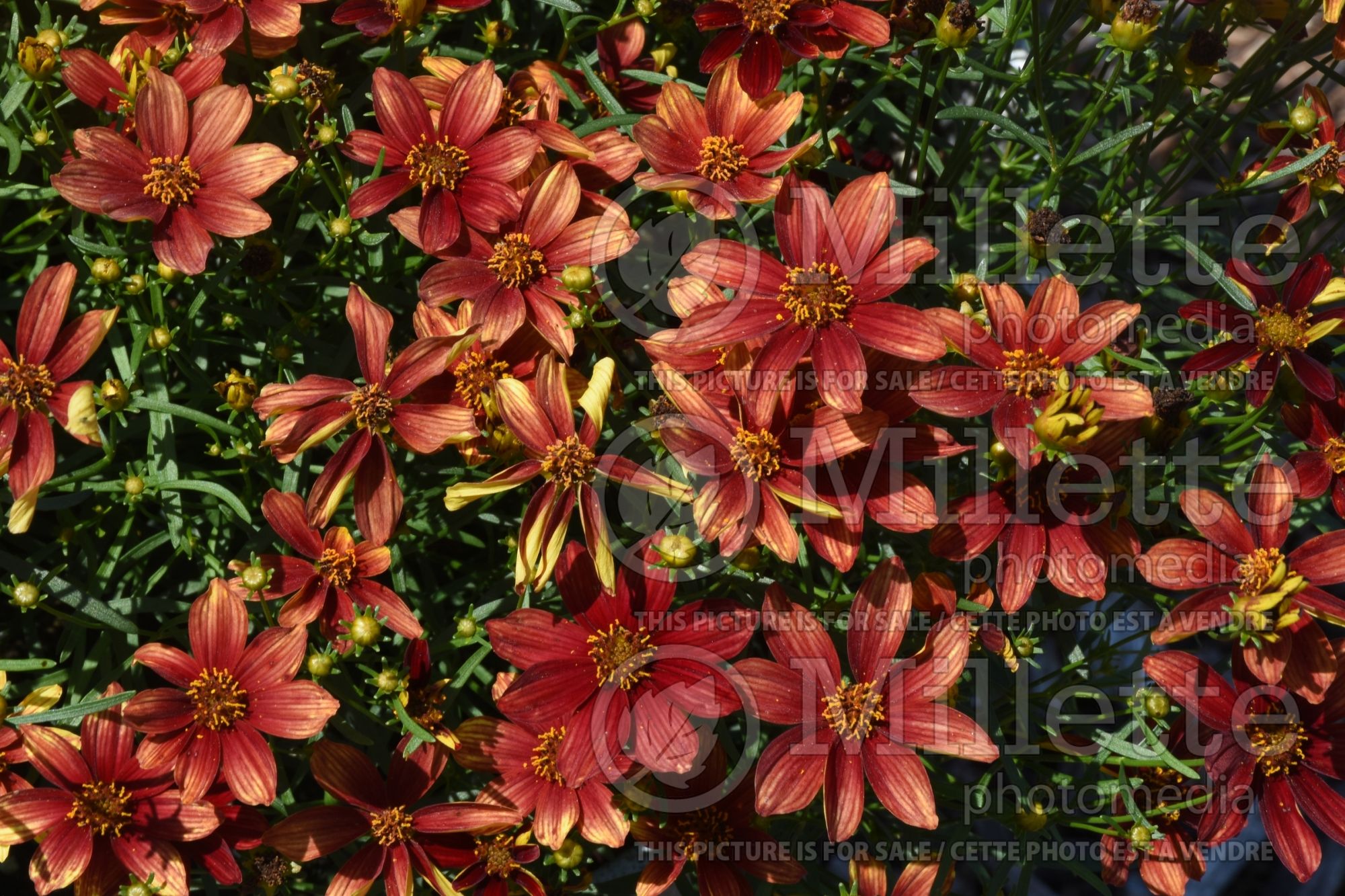 Coreopsis Rossana (Tickseed) 1