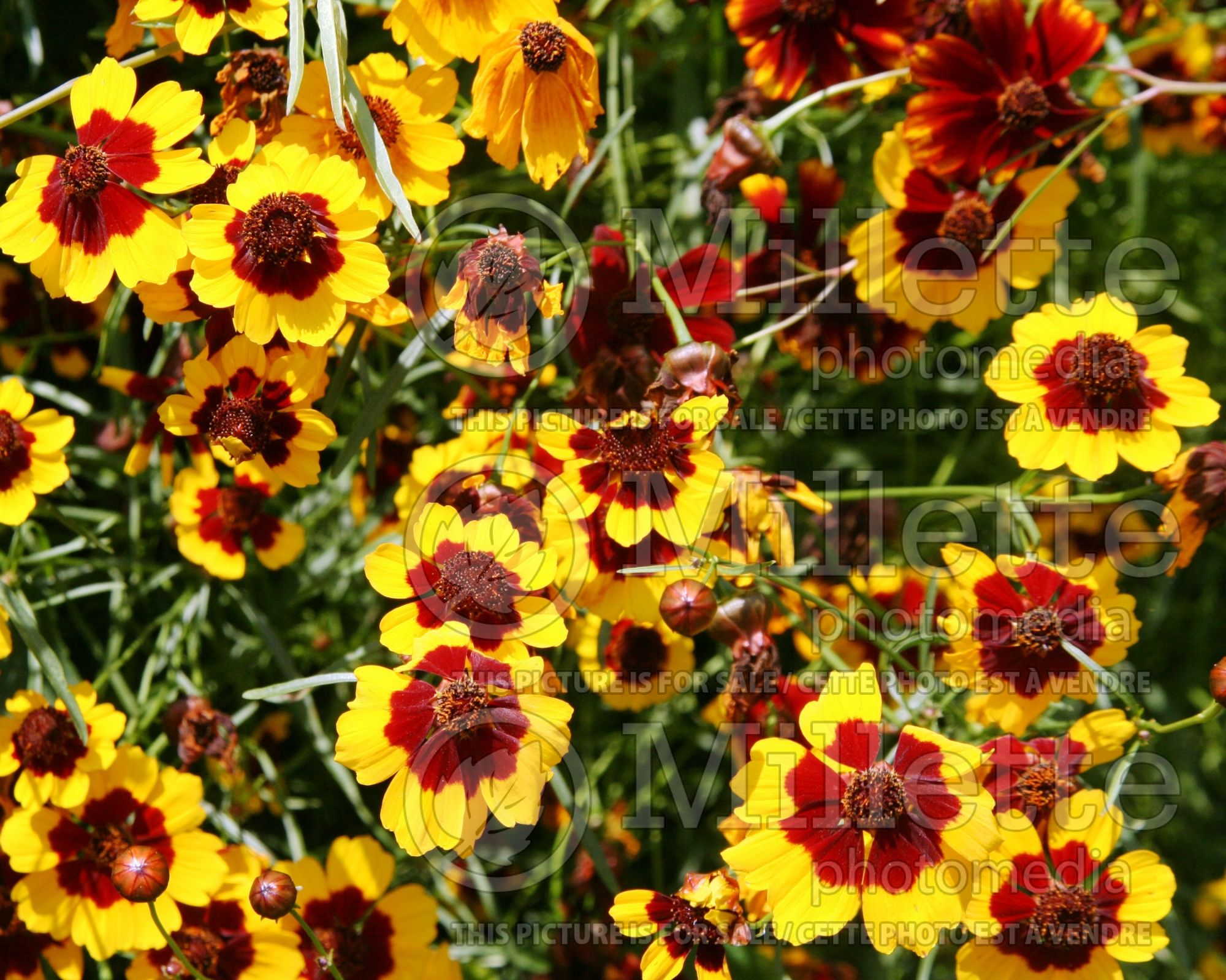 Coreopsis tinctoria (Plains coreopsis, garden tickseed, golden tickseed) 1