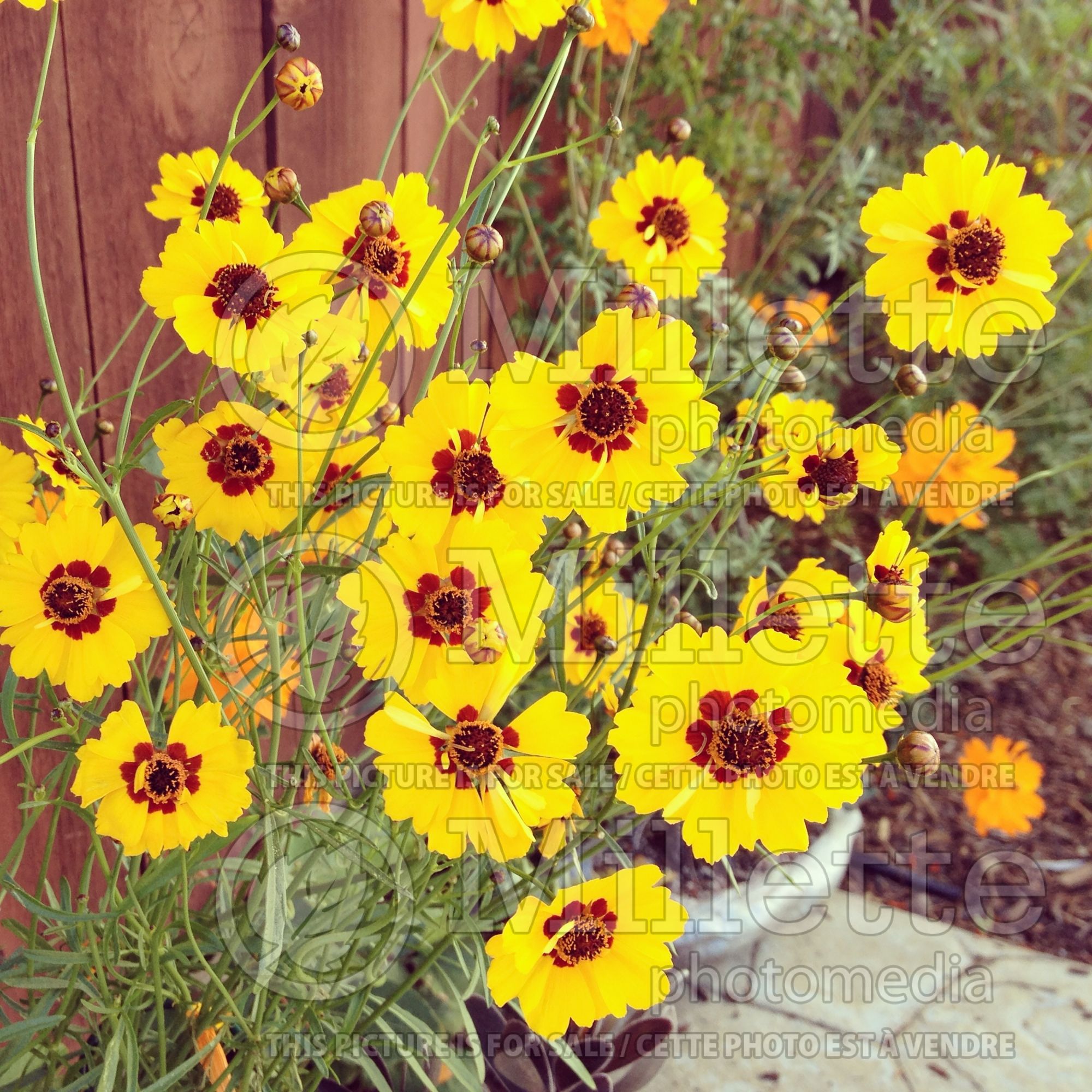 Coreopsis Calliopsis (Plains coreopsis, garden tickseed, golden tickseed) 1