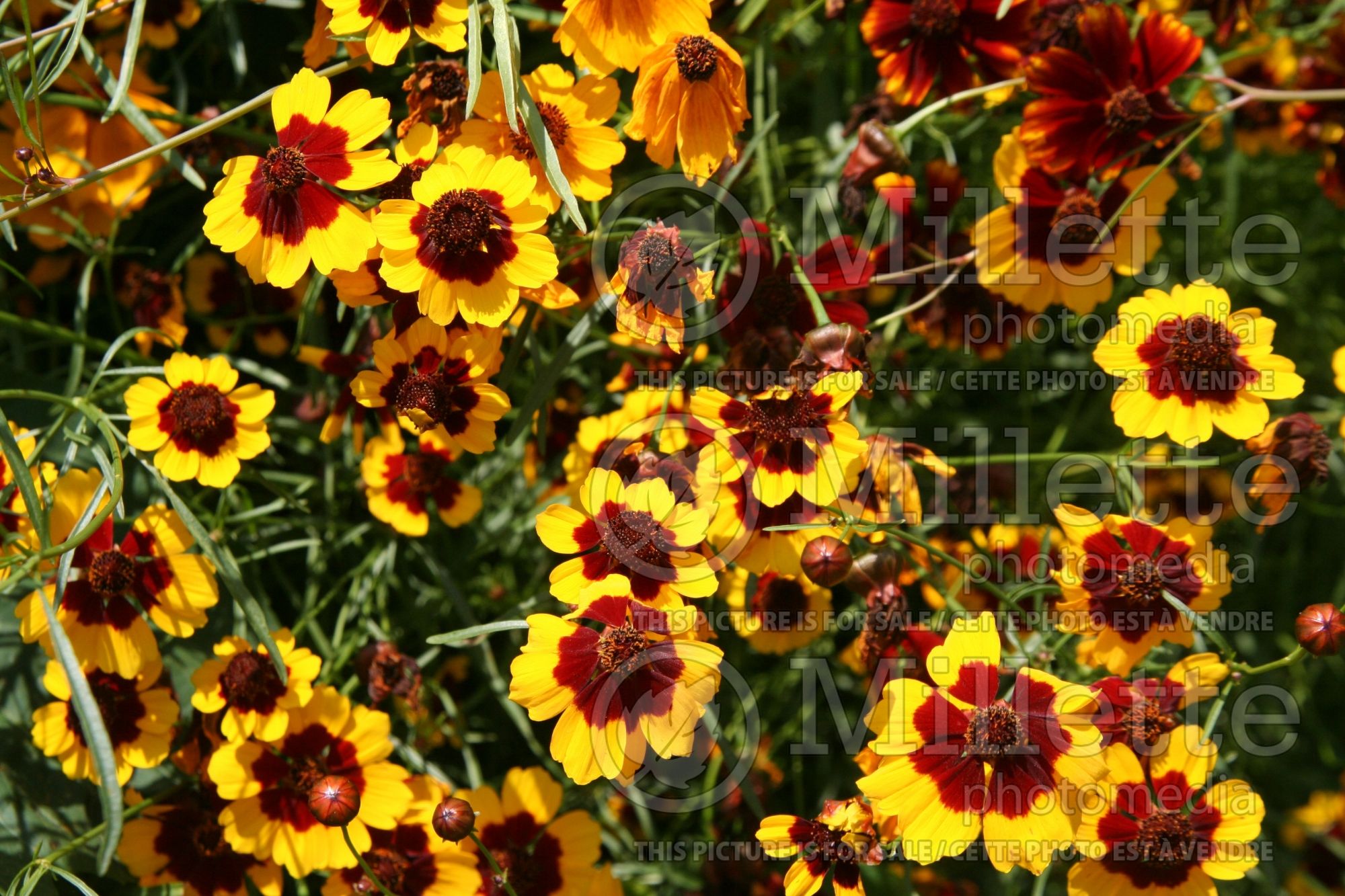 Coreopsis tinctoria (Plains coreopsis, garden tickseed, golden tickseed) 2