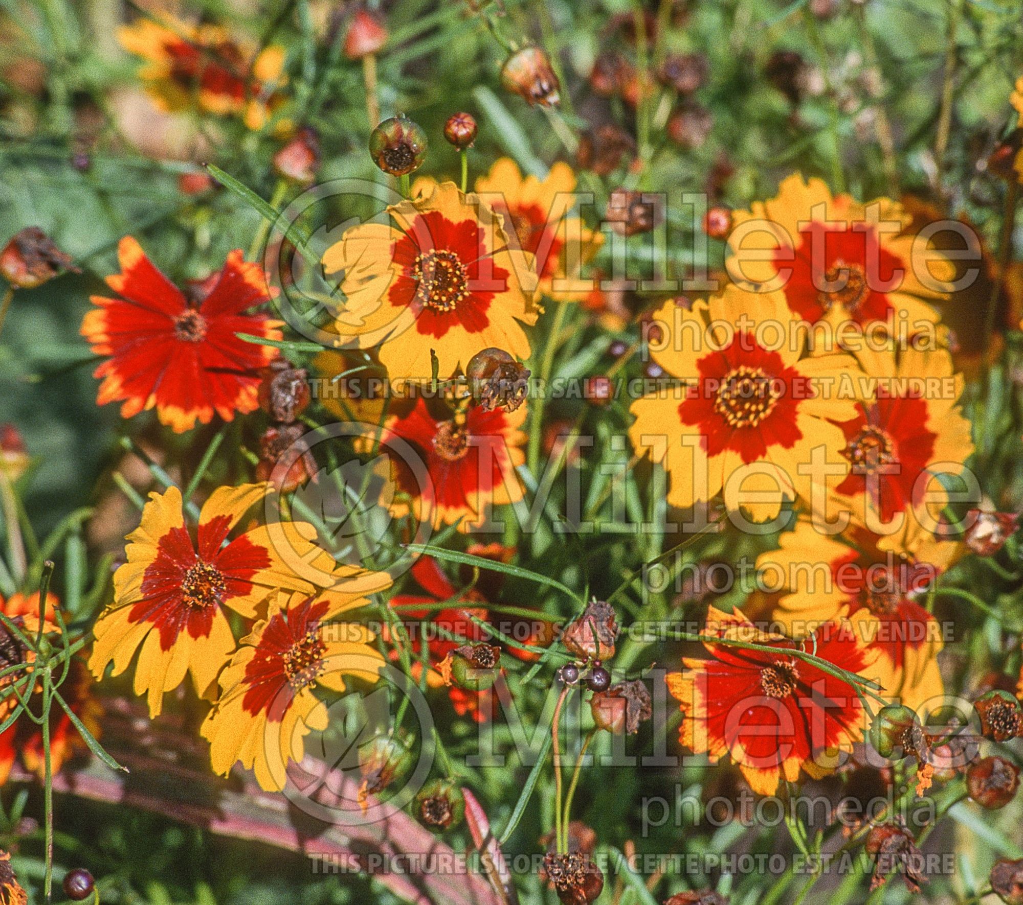 Coreopsis tinctoria (Plains coreopsis, garden tickseed, golden tickseed) 3
