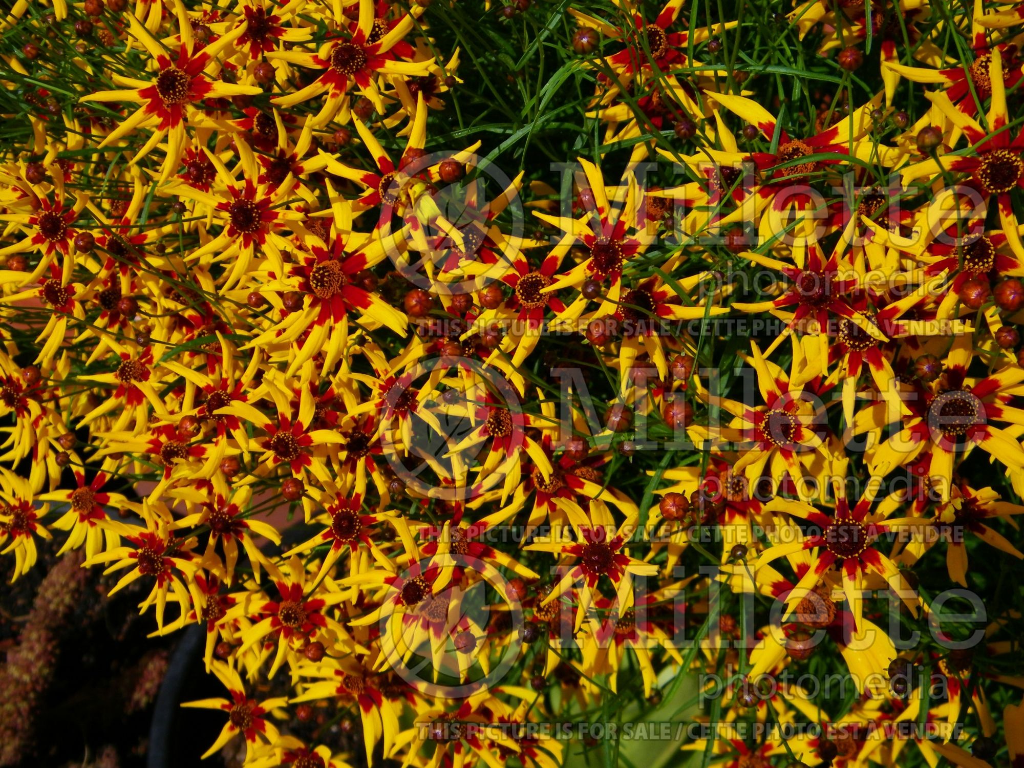 Coreopsis Tiger Stripes (Plains coreopsis, garden tickseed, golden tickseed) 1