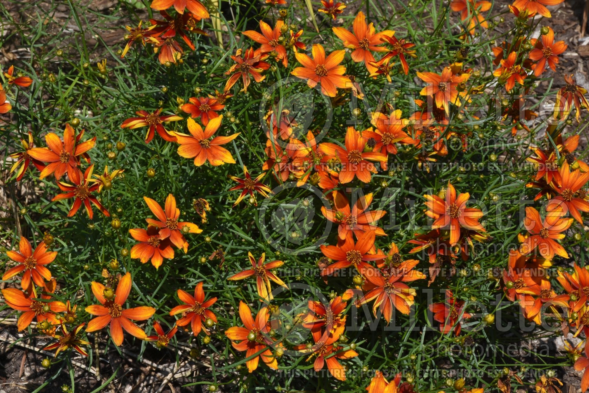 Coreopsis Sizzle & Spice Crazy Cayenne (Tickseed) 1