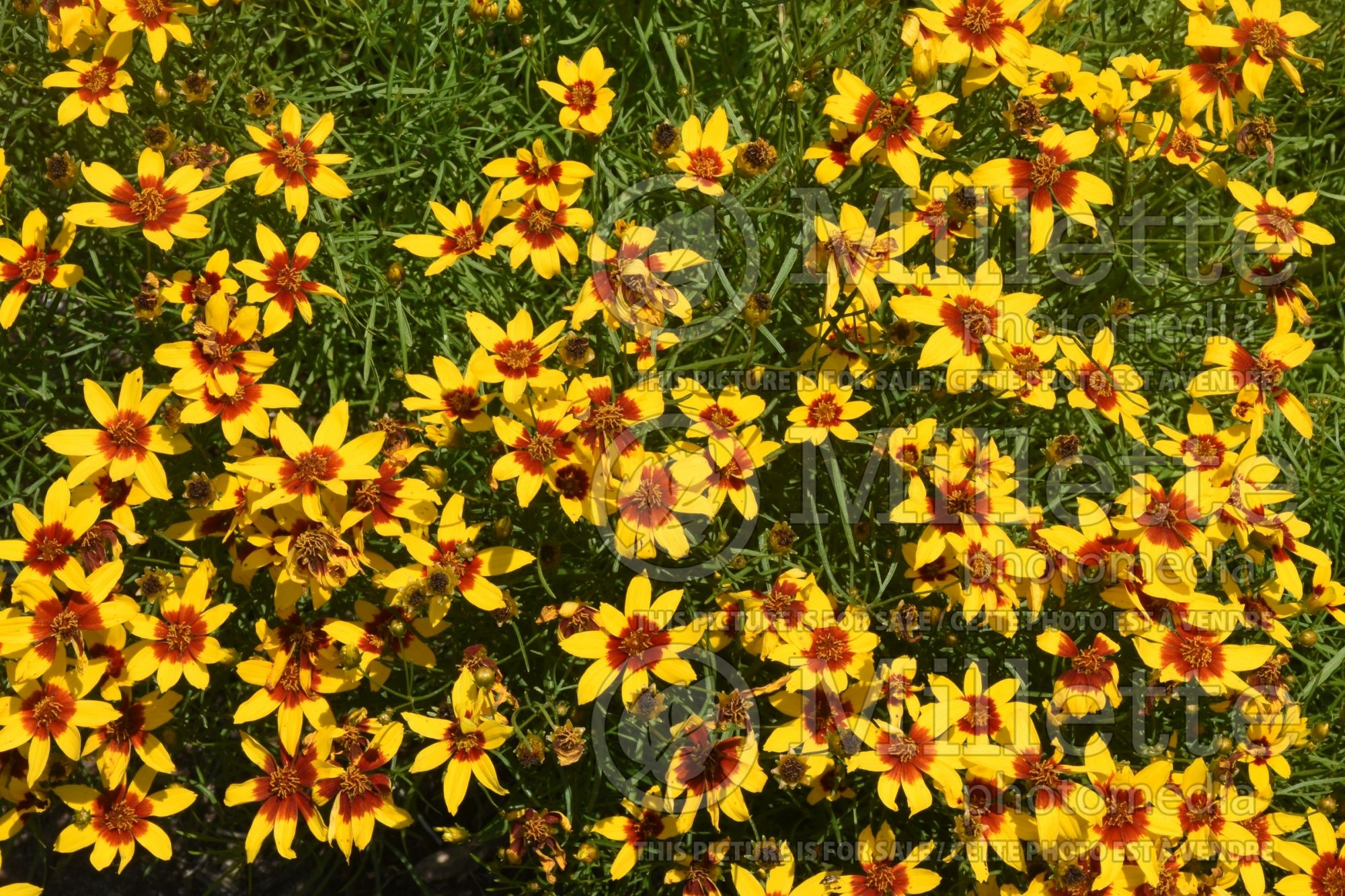 Coreopsis Sizzle & Spice Curry Up (Tickseed) 1