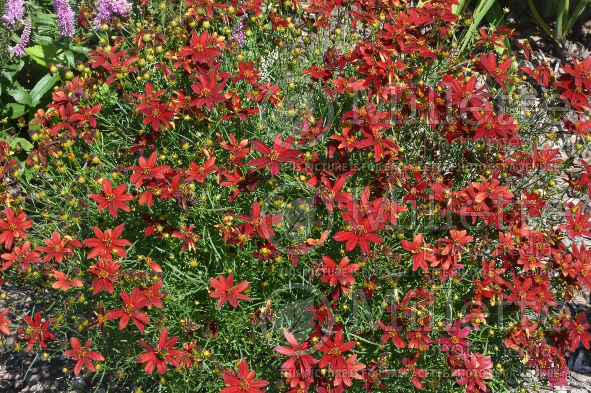 Coreopsis Sizzle & Spice Hot Paprika (Tickseed) 1