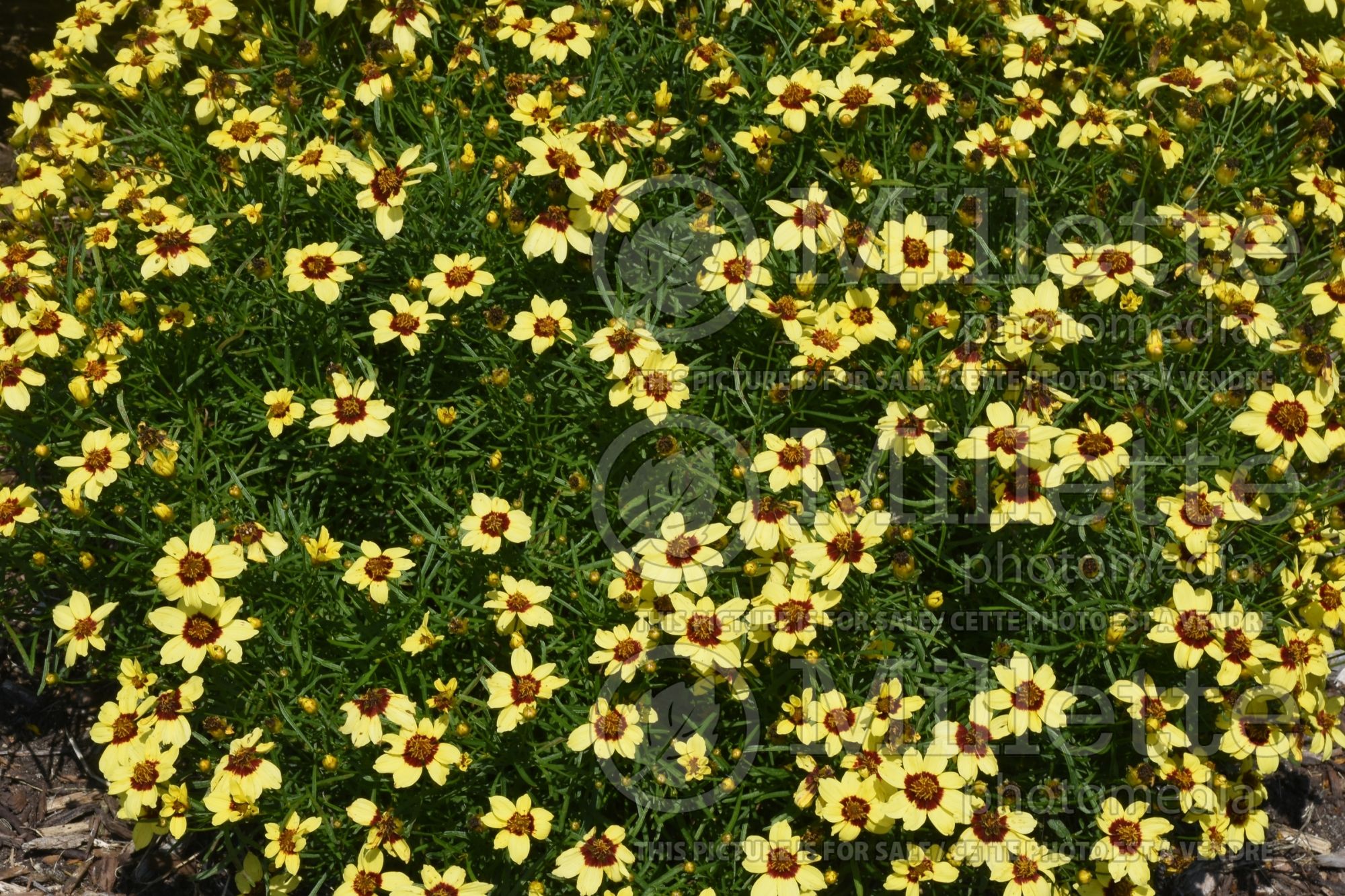 Coreopsis Sizzle & Spice Sassy Saffron (Tickseed) 1