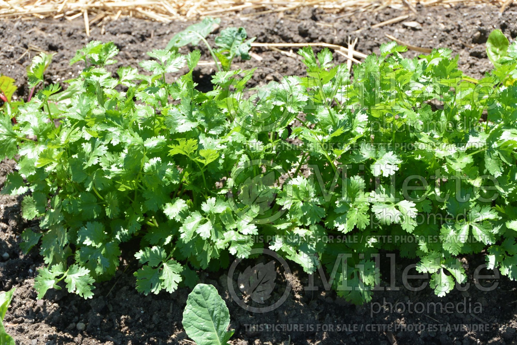 Coriandrum Calypso (Coriander) 1