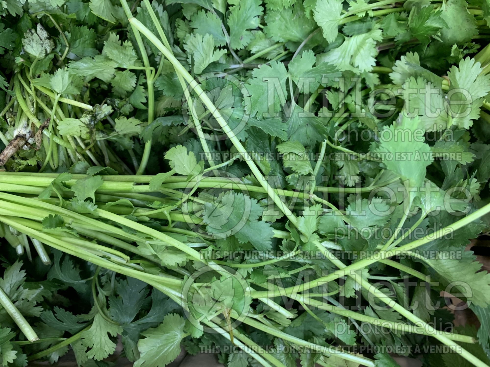 Coriandrum sativum (Coriander Chinese parsley cilantro) 4