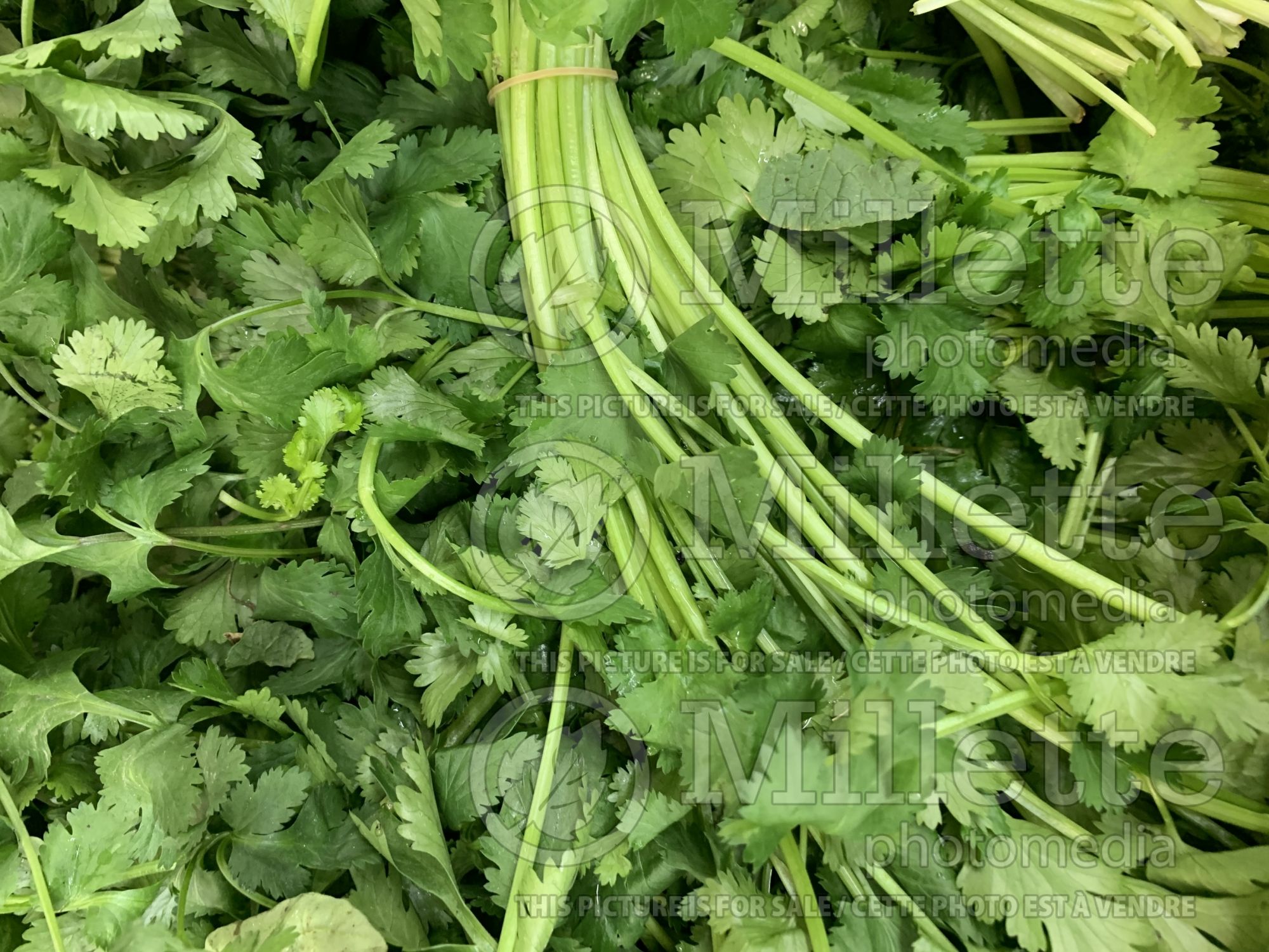 Coriandrum sativum (Coriander Chinese parsley cilantro) 5