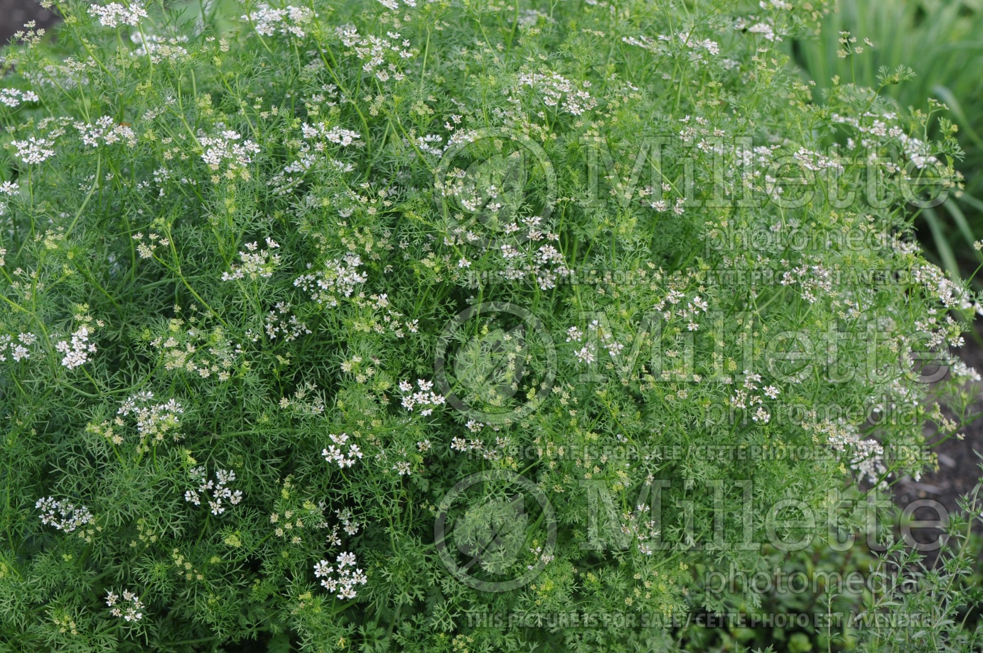 Coriandrum Leisure (Coriander) 1