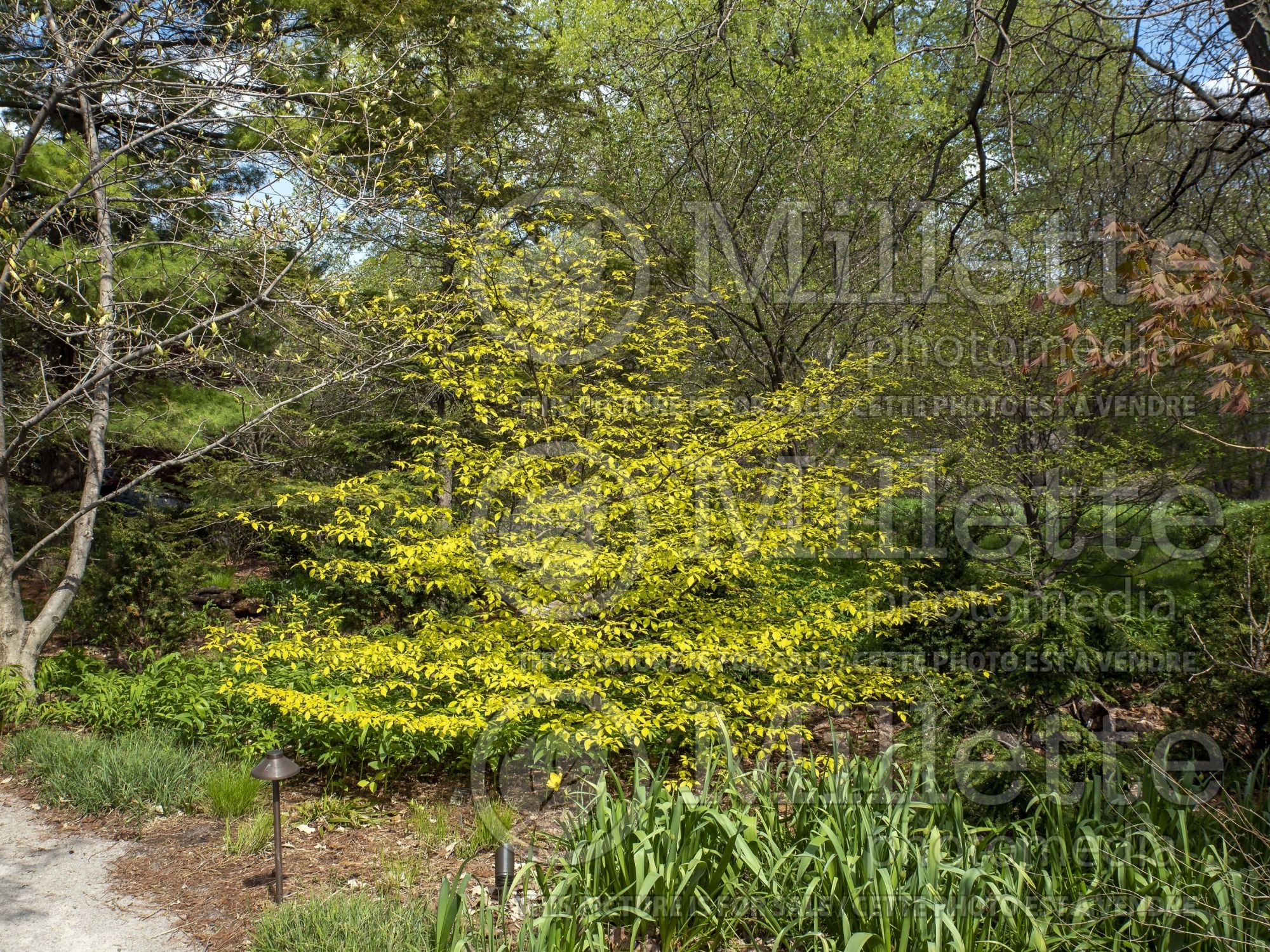 Cornus Gold Bullion aka Bachone (Pagoda dogwood) 4
