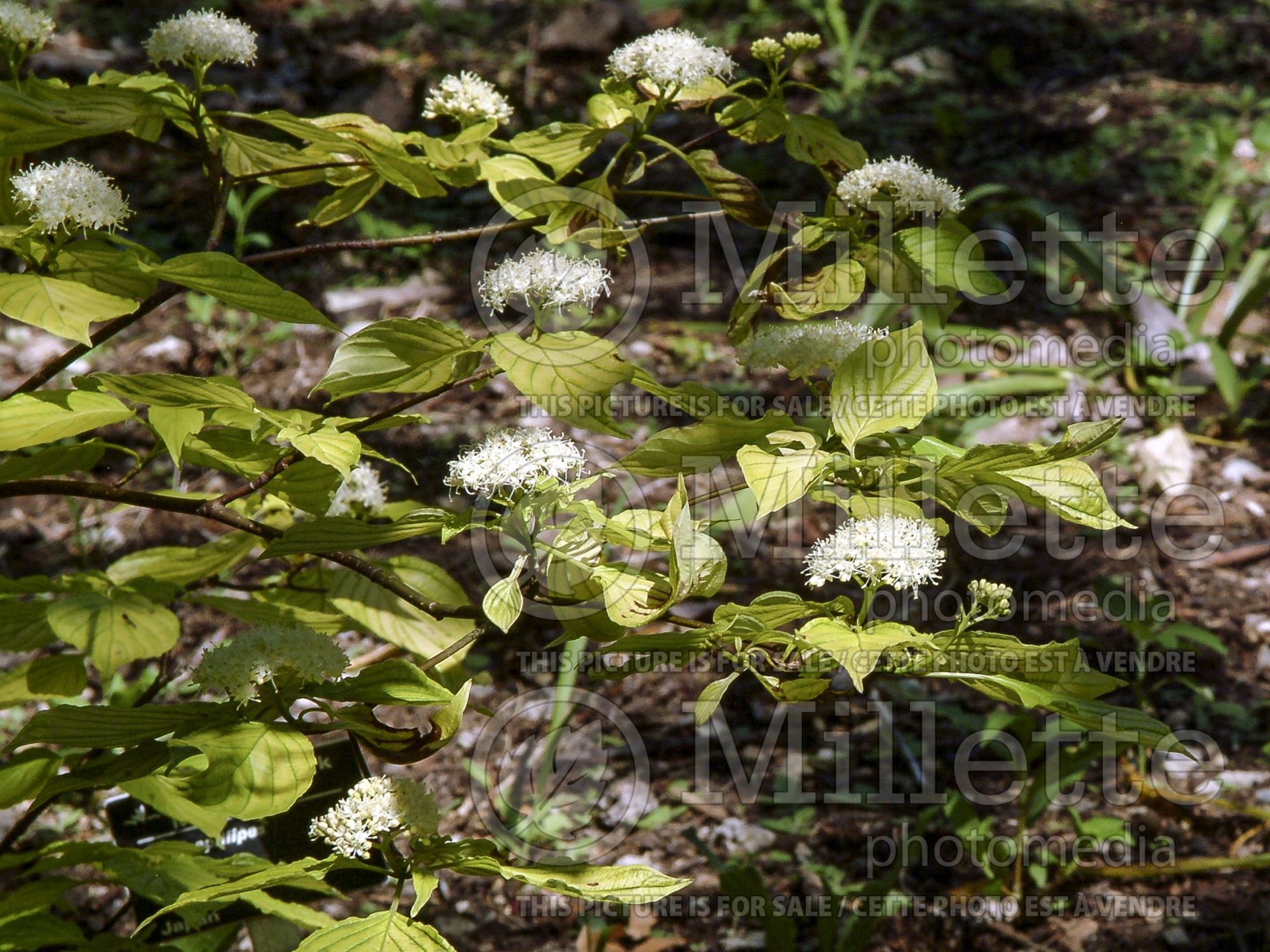 Cornus Gold Bullion aka Bachone (Pagoda dogwood) 5