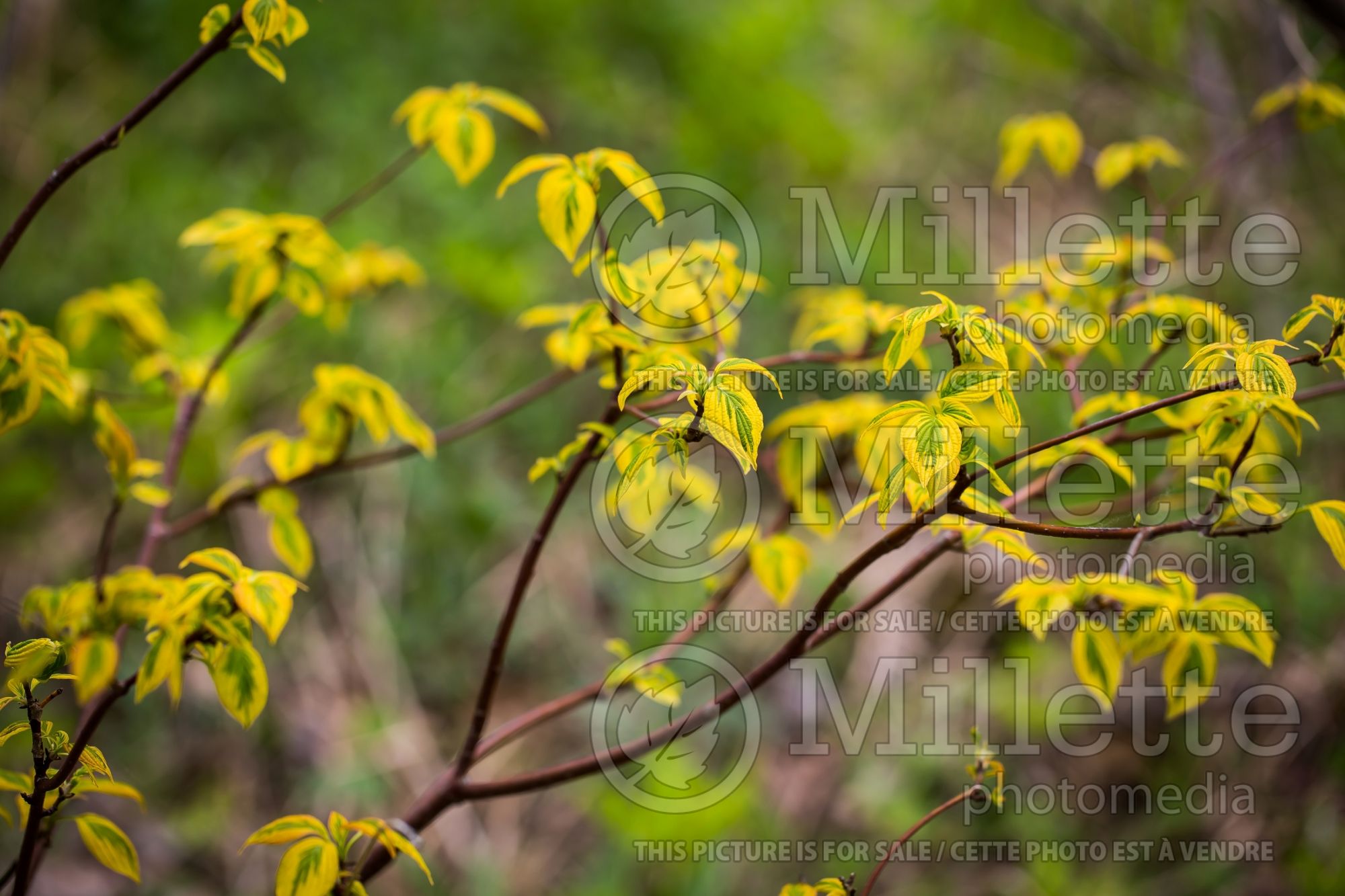 Cornus Golden Shadows (Dogwood - Cornouiller) 2
