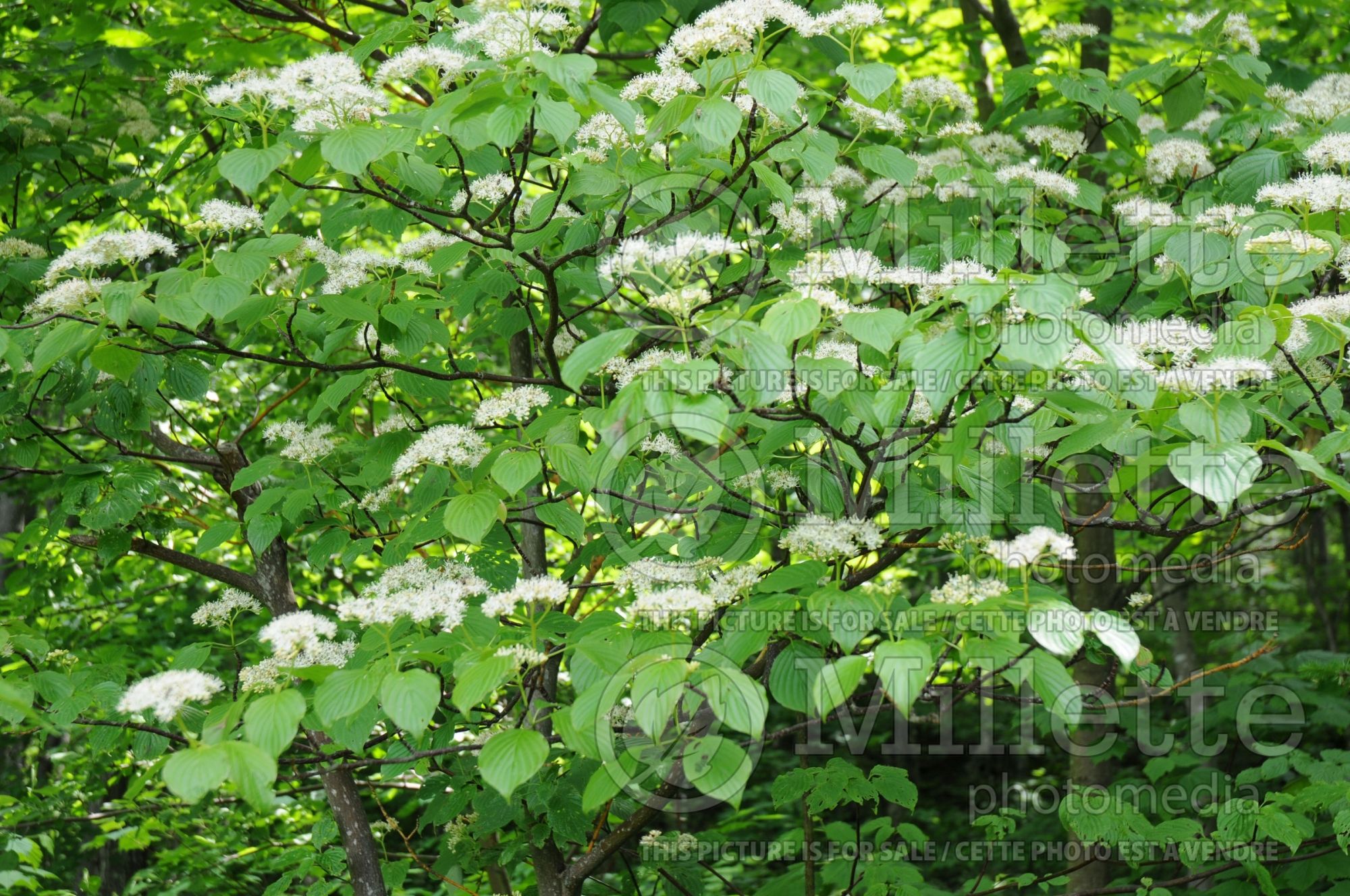 Cornus alternifolia (Pagoda dogwood) 3