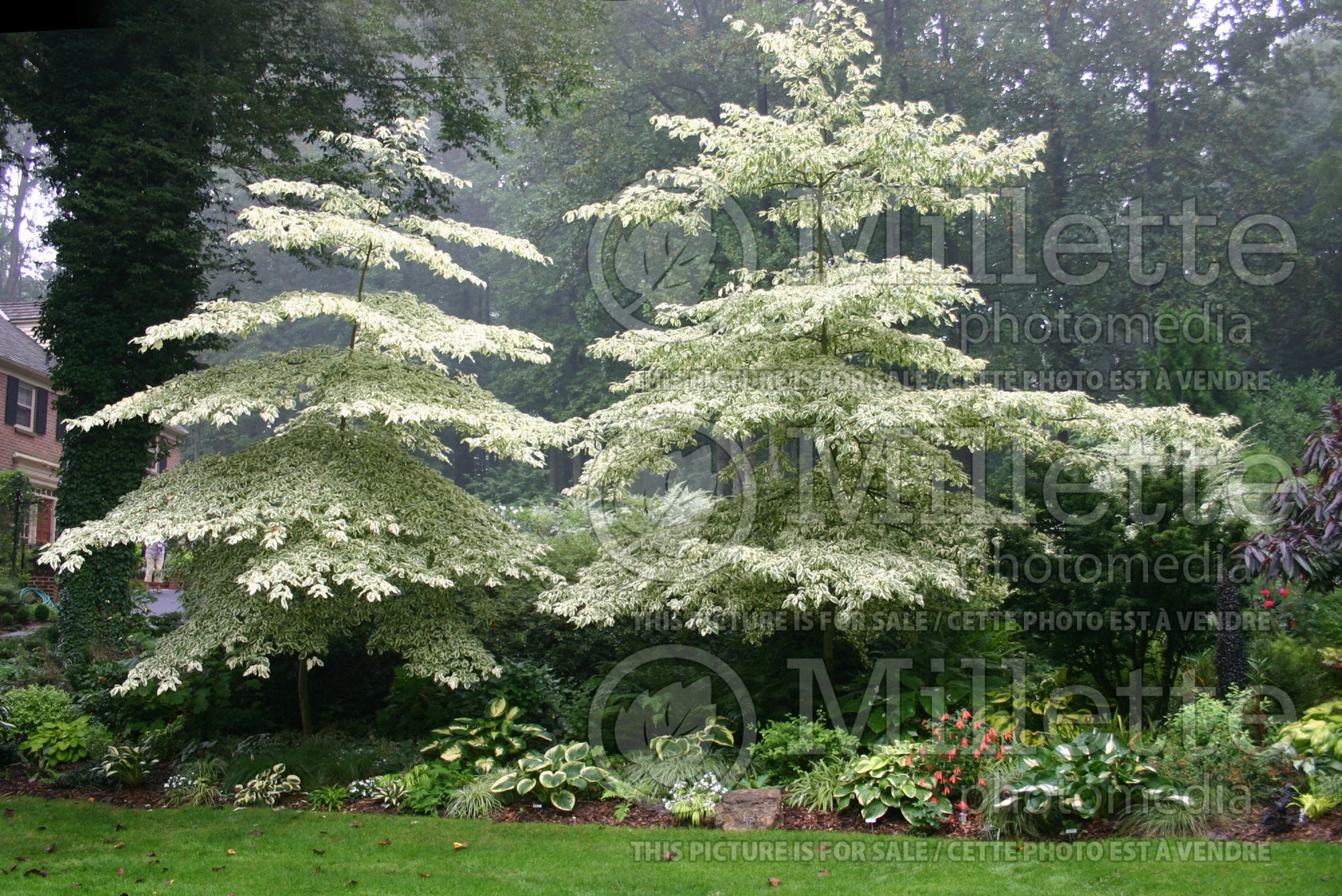 Cornus Variegata (dogwood) 4