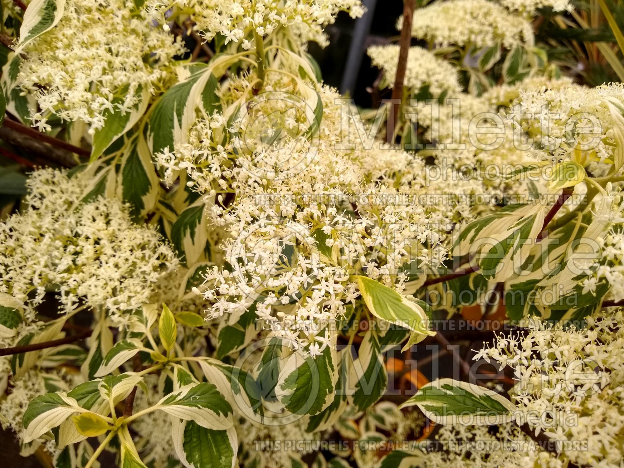 Cornus Variegata (dogwood) 5
