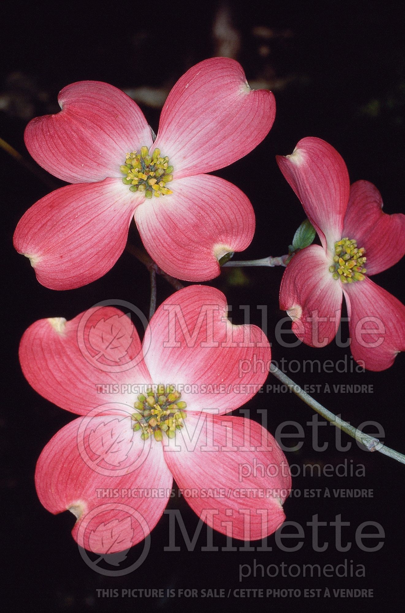 Cornus Cherokee Chief (Dogwood) 2