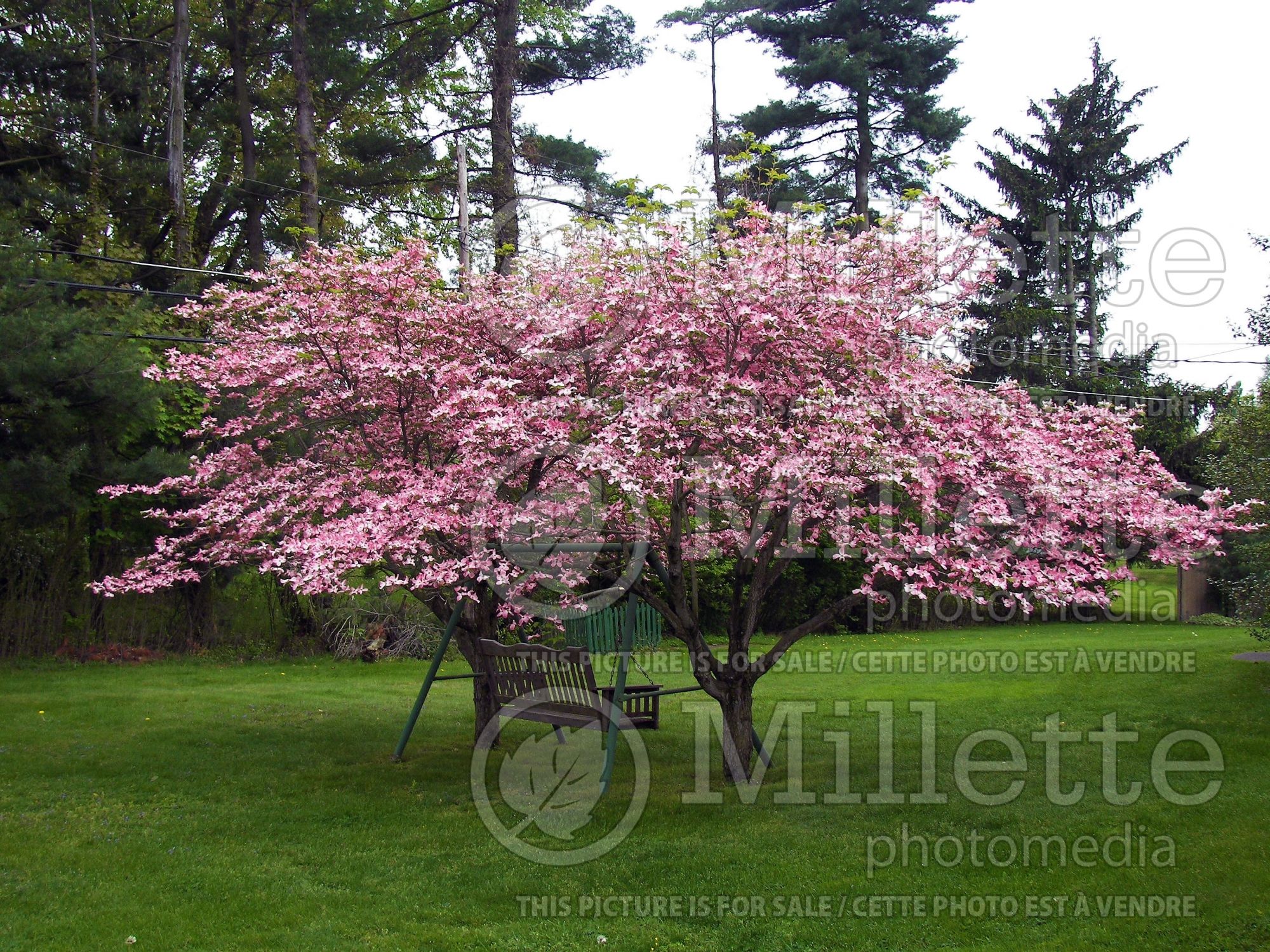 Cornus florida (Dogwood) 7