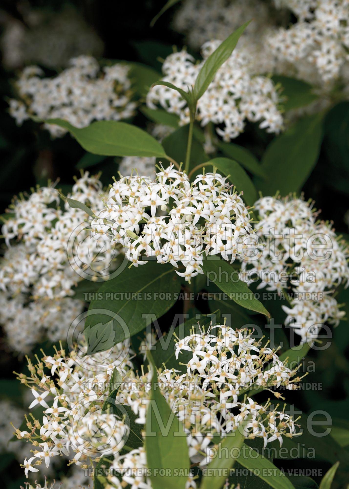 Cornus Irish Setter aka J.N. Red Stem (Dogwood) 2