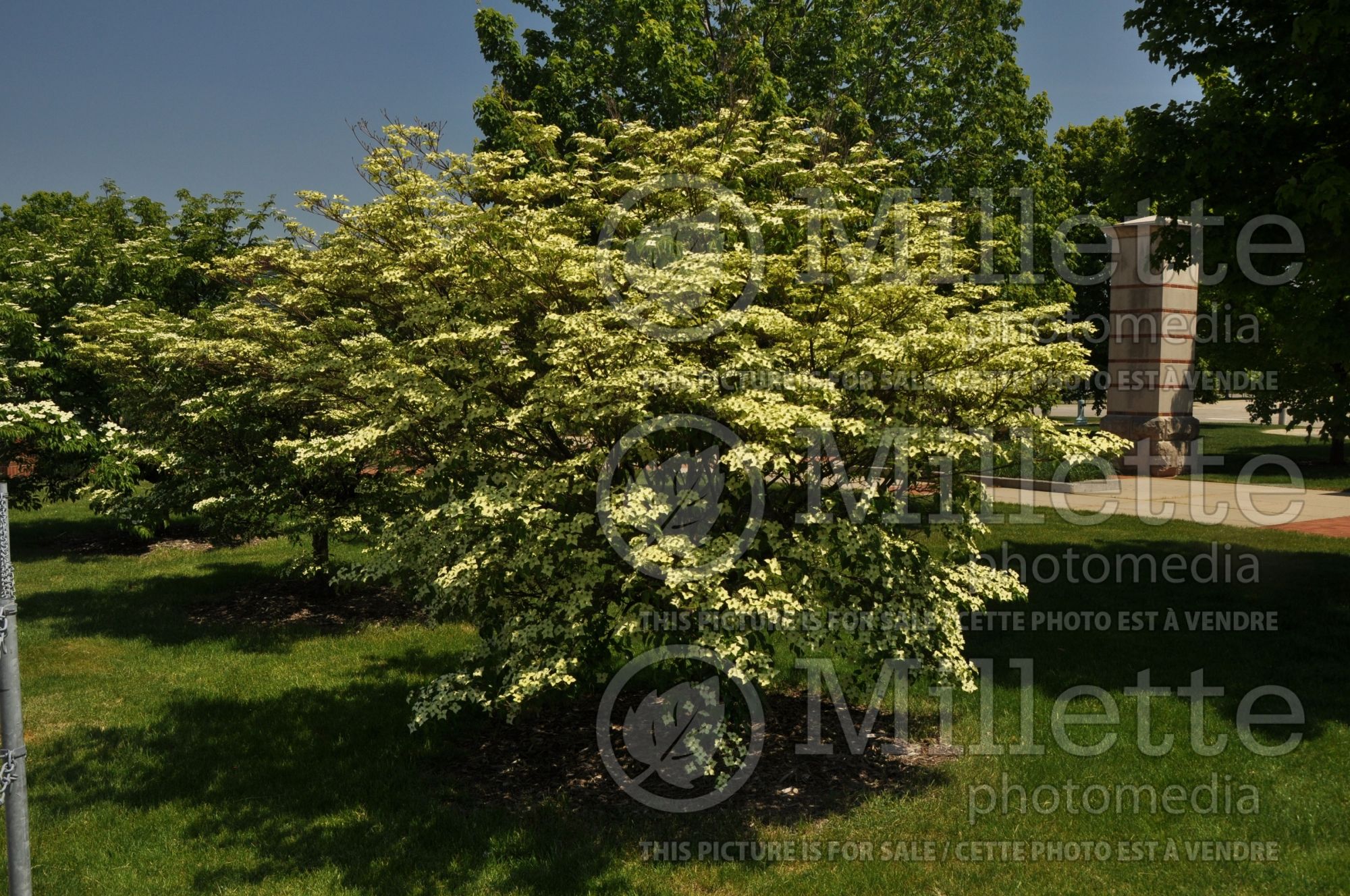 Cornus kousa (Japanese Dogwood) 7