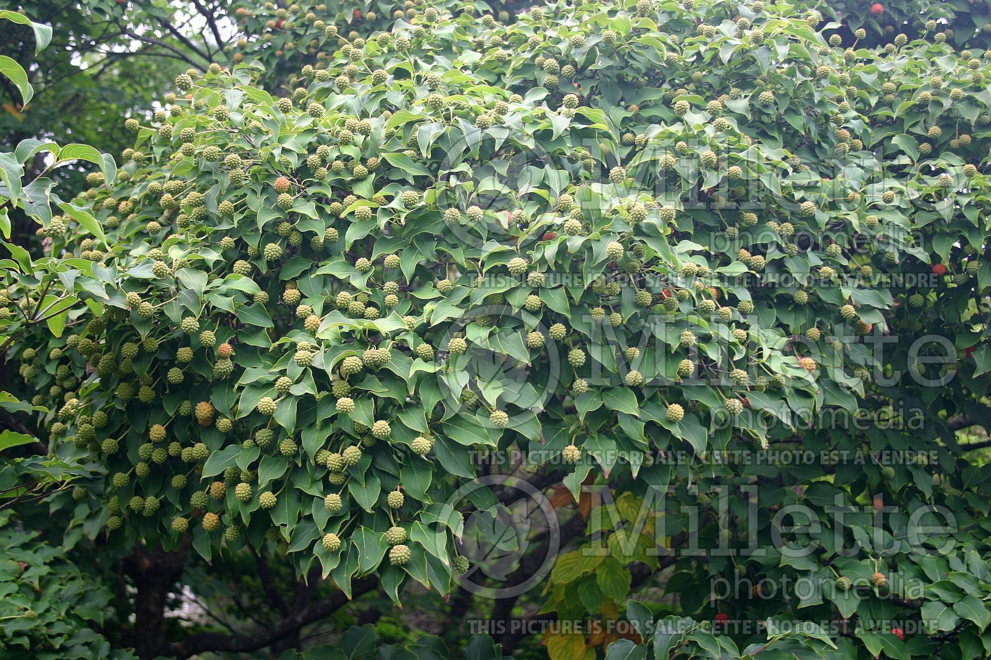 Cornus kousa (Japanese Dogwood) 4