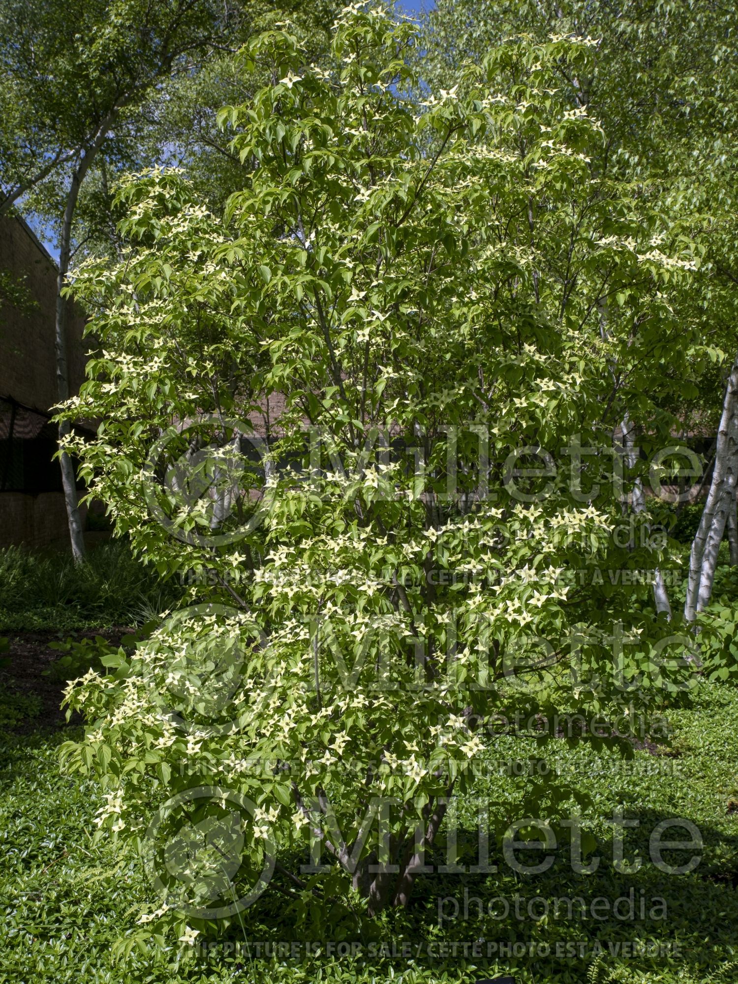 Cornus Milky Way (Japanese Dogwood) 6