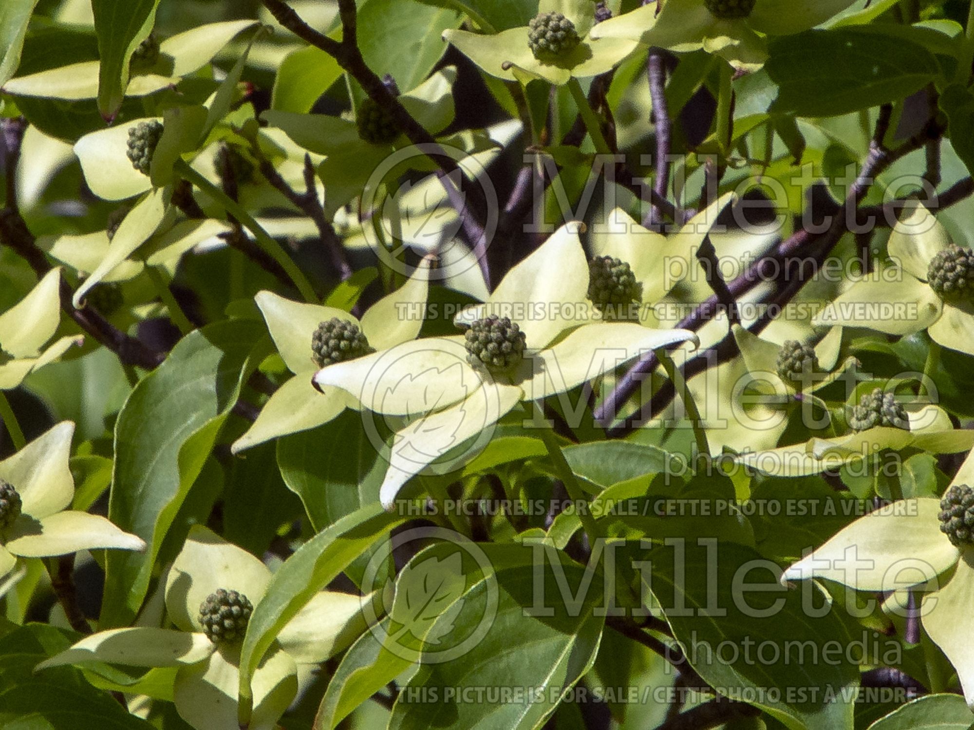 Cornus Milky Way (Japanese Dogwood) 8