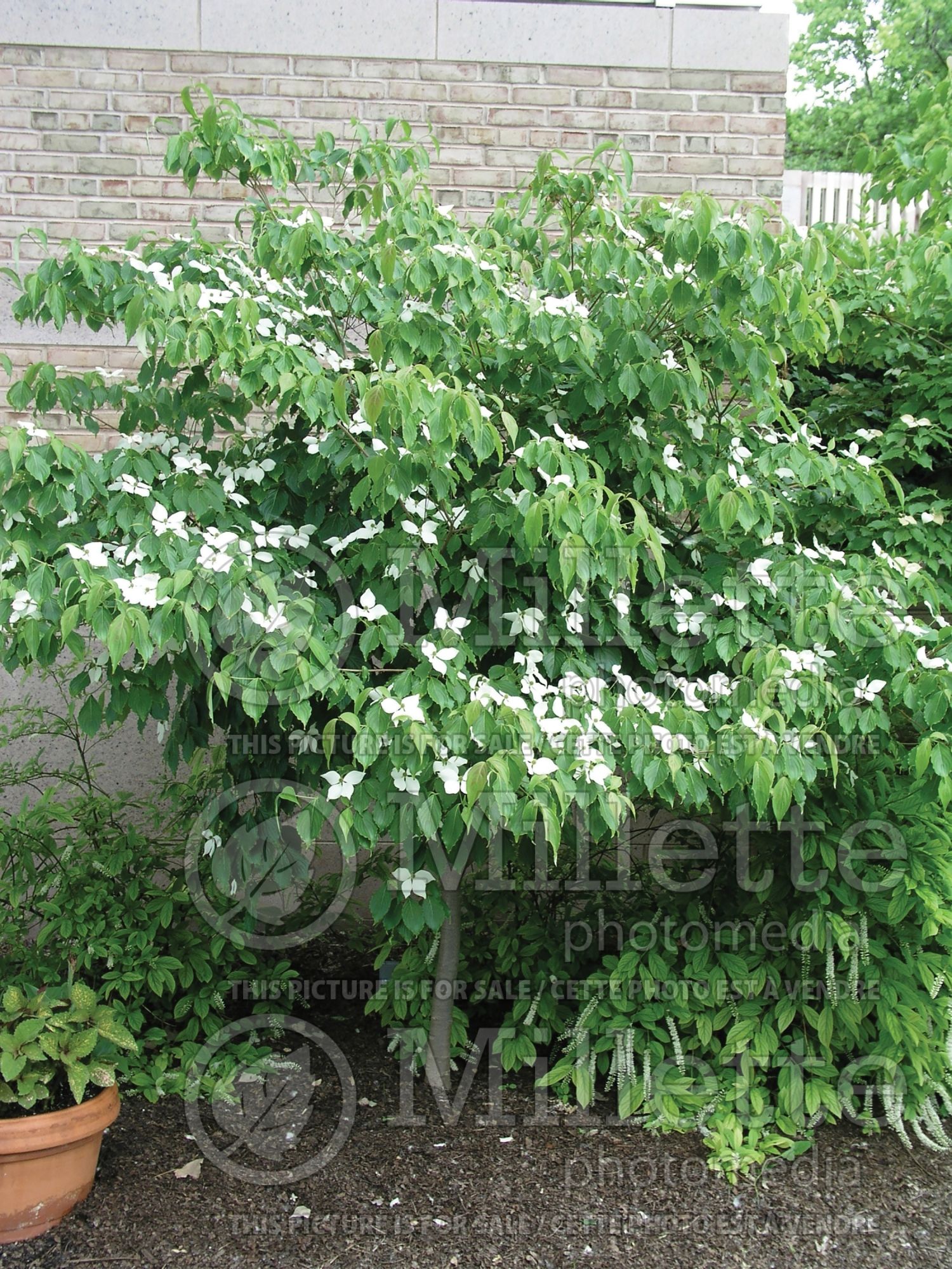 Cornus kousa (Japanese Dogwood) 12