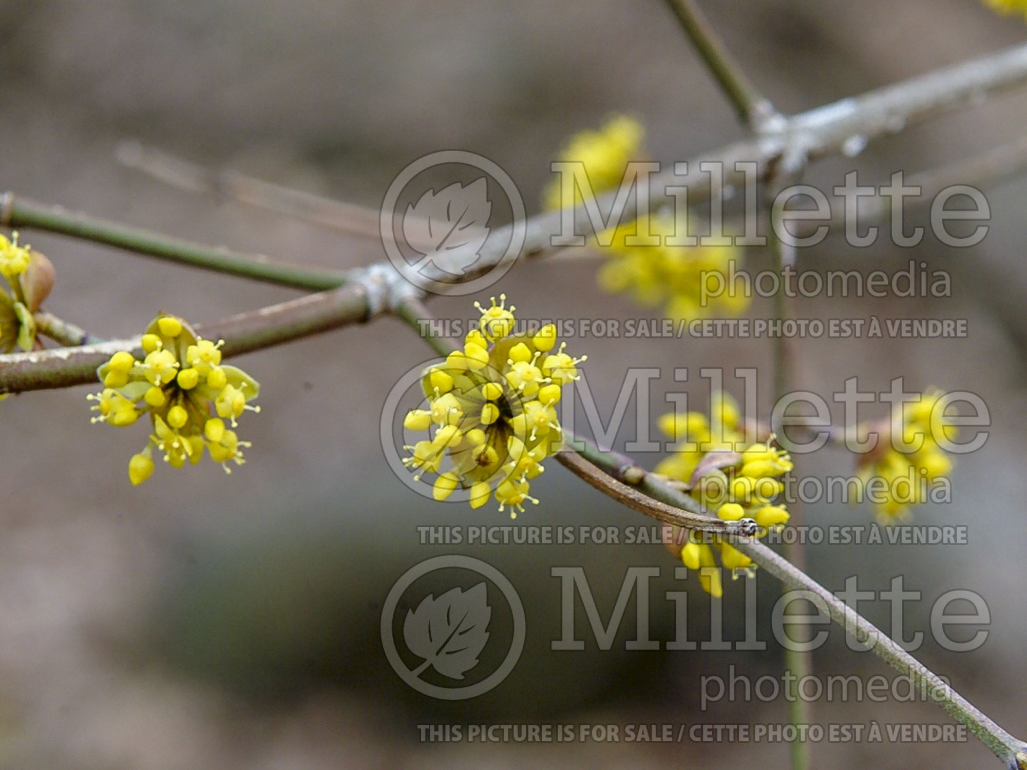 Cornus mas (Cornelian cherry Dogwood) 11