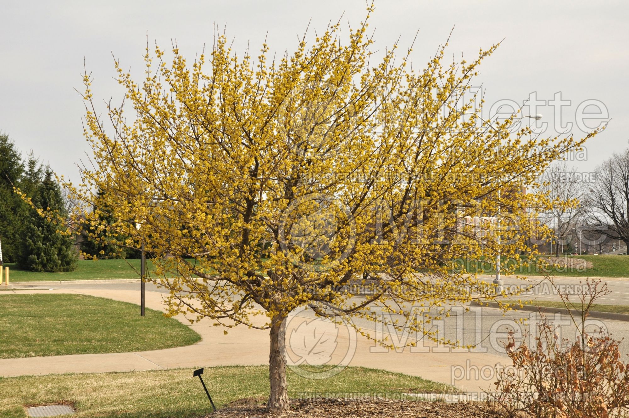 Cornus mas (Cornelian cherry Dogwood) 4