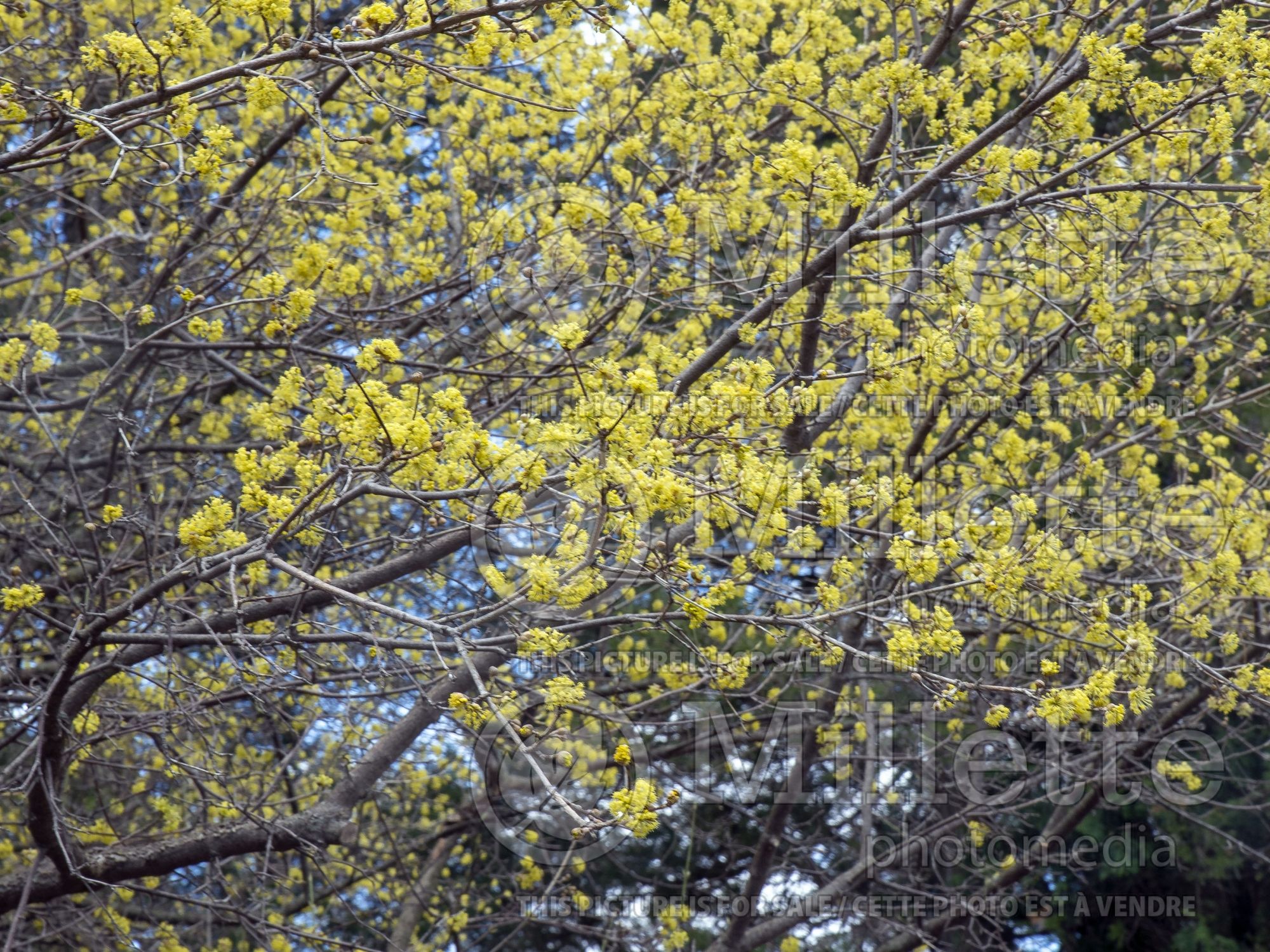 Cornus mas (Cornelian cherry Dogwood) 8