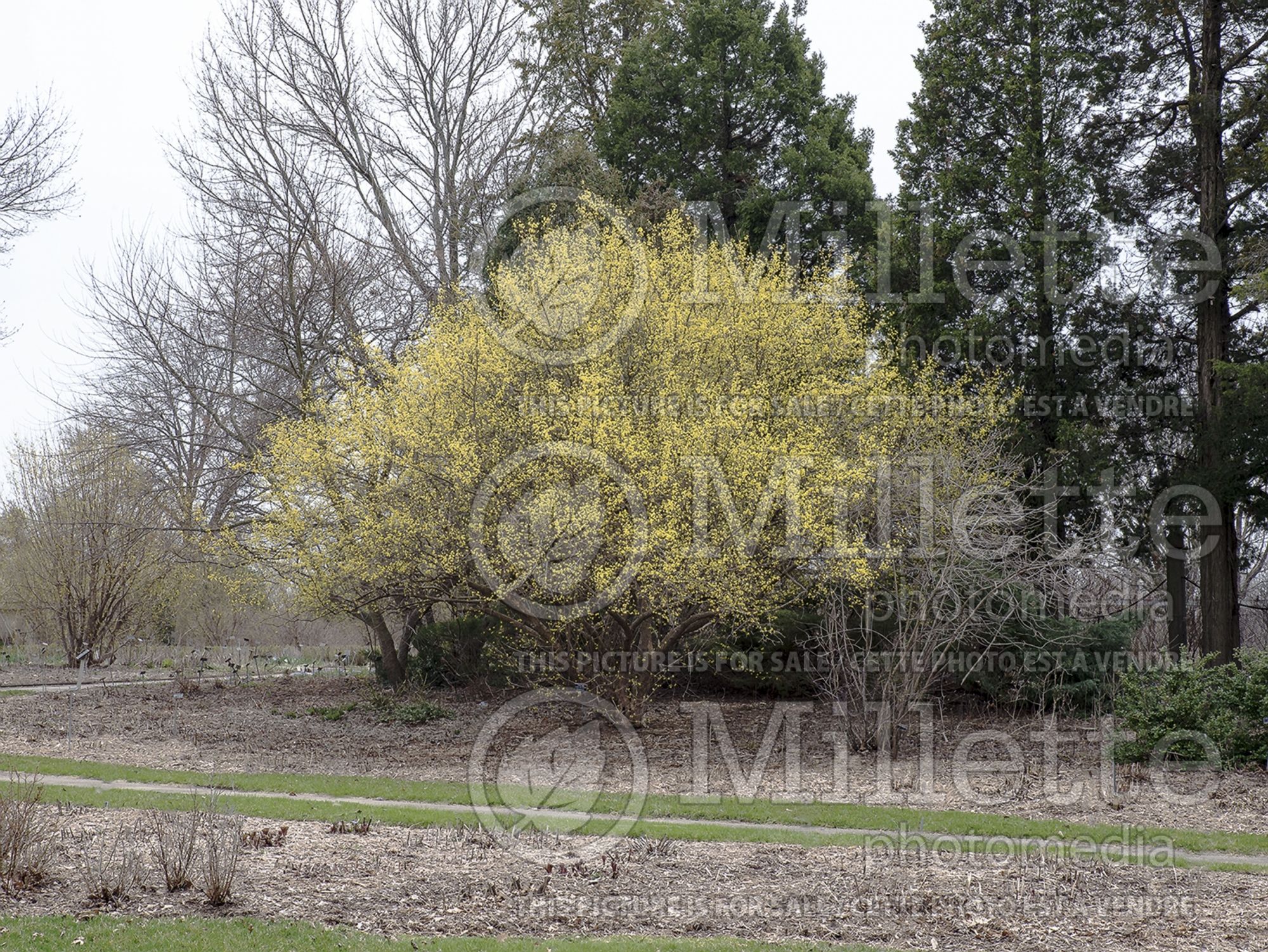 Cornus mas (Cornelian cherry Dogwood) 5