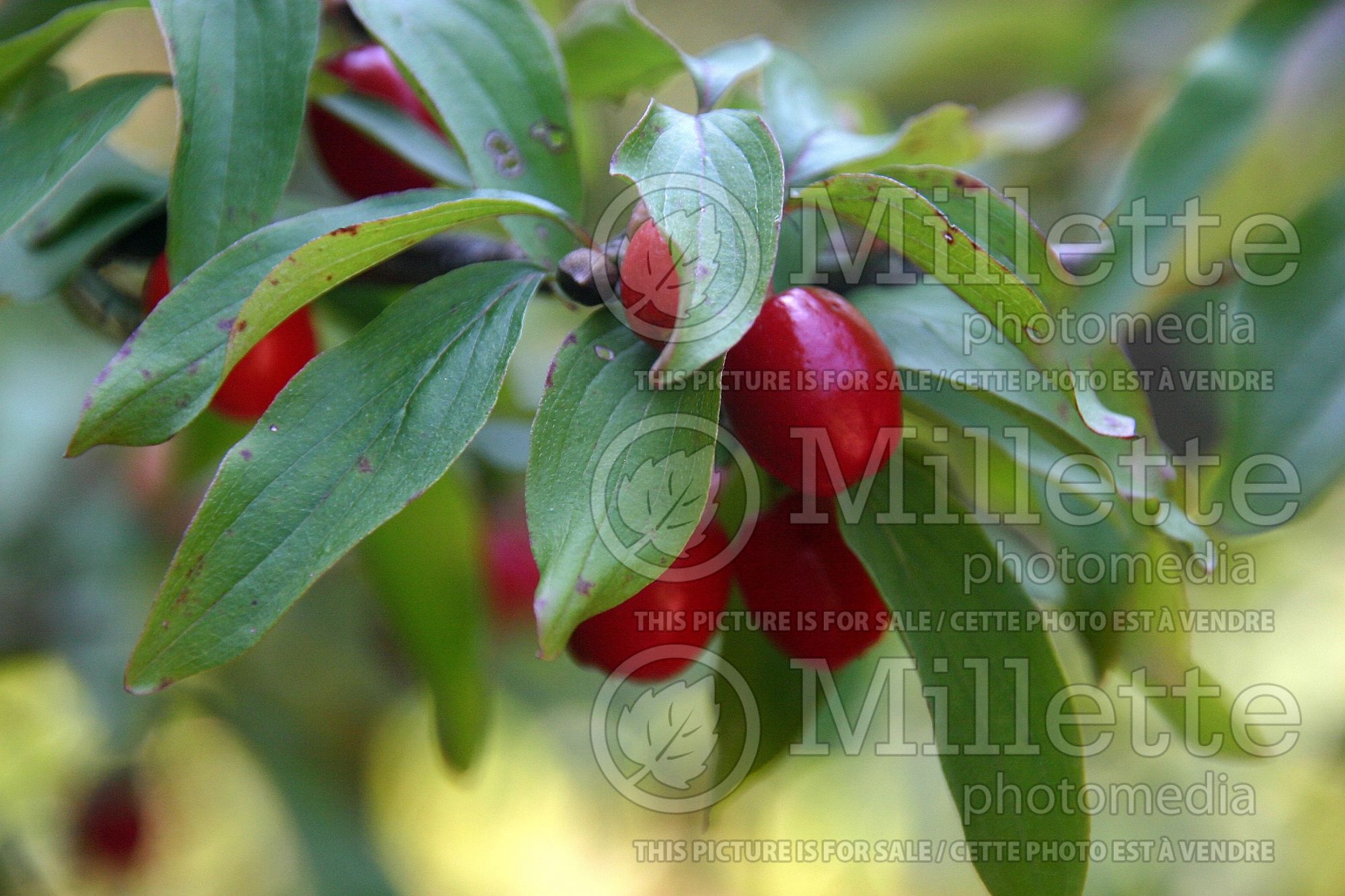 Cornus mas (Cornelian cherry Dogwood) 3
