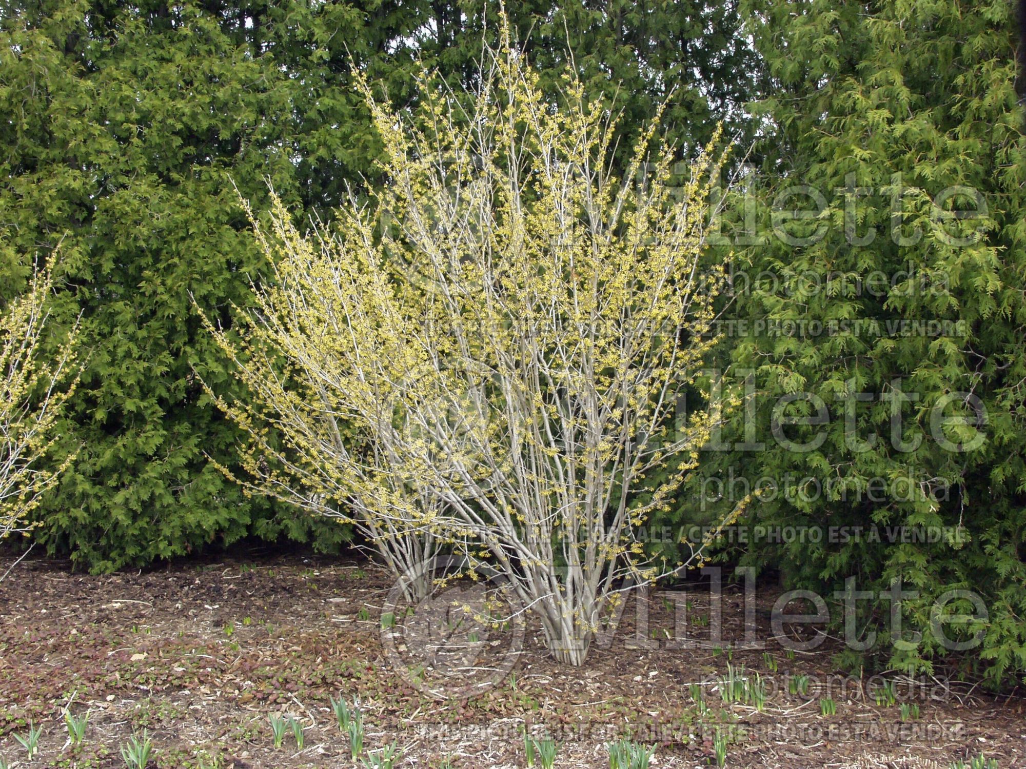 Cornus Golden Glory (Cornelian cherry Dogwood) 2