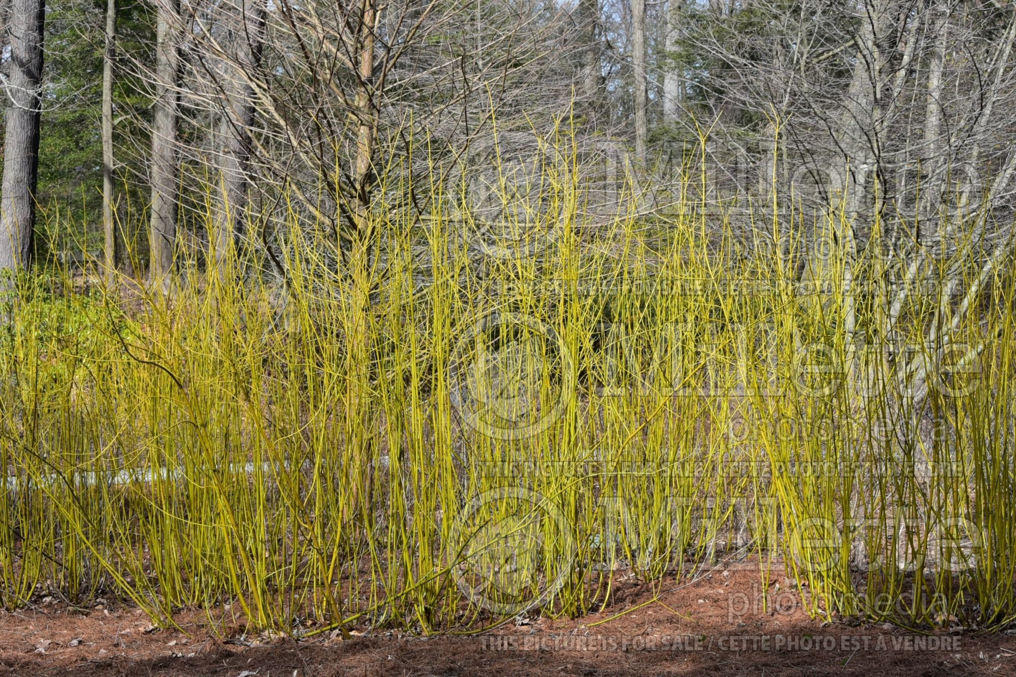 Cornus Flaviramea (Dogwood) 5