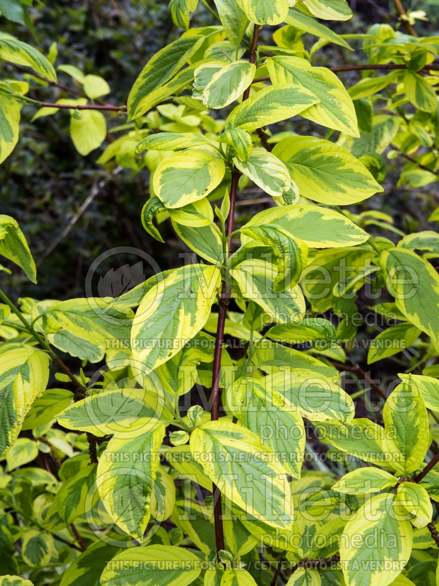 Cornus Hedgerows Gold (red twig dogwood) 3