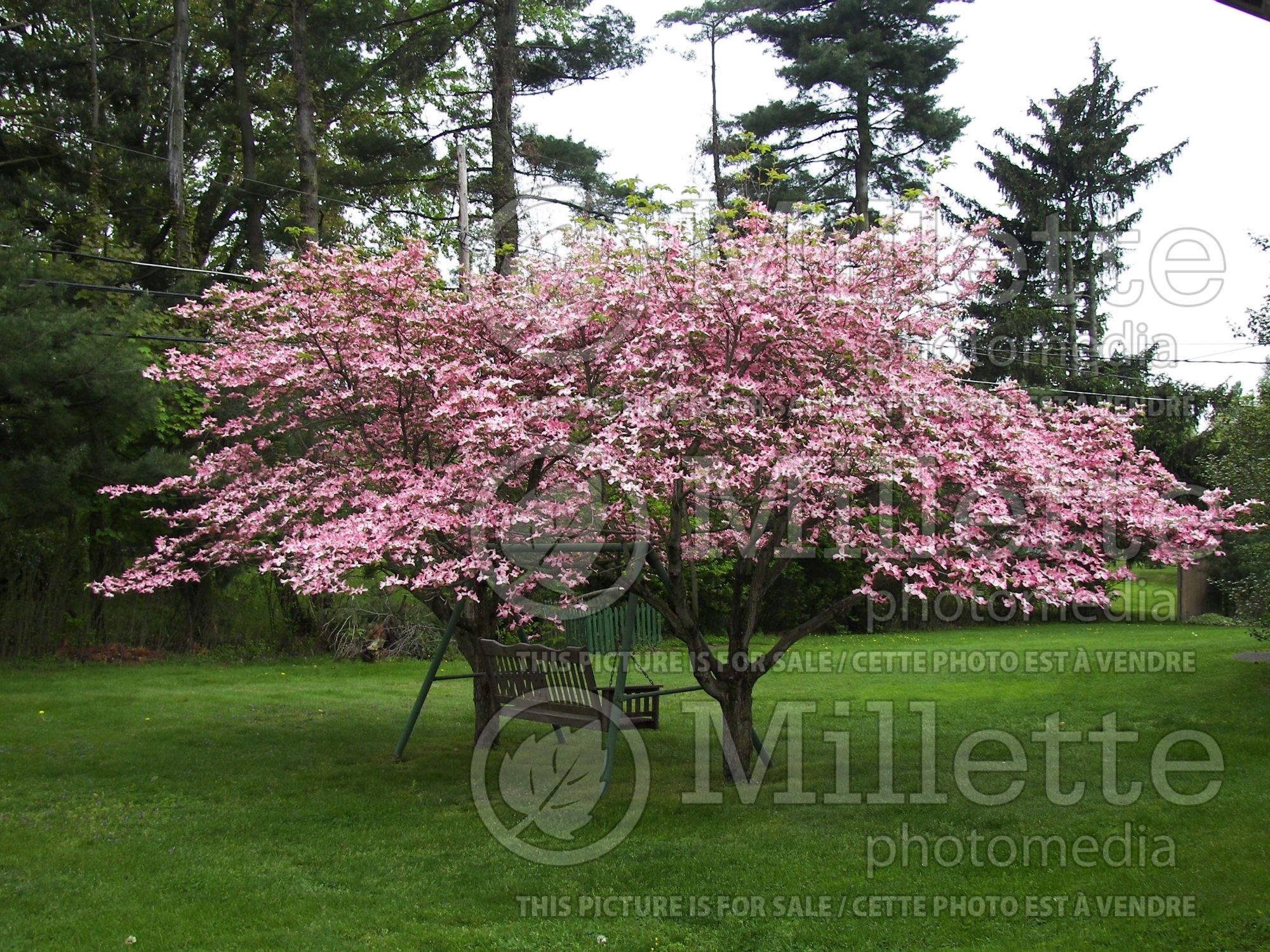 Cornus Stellar Pink aka Rutgan (Japanese Dogwood) 5