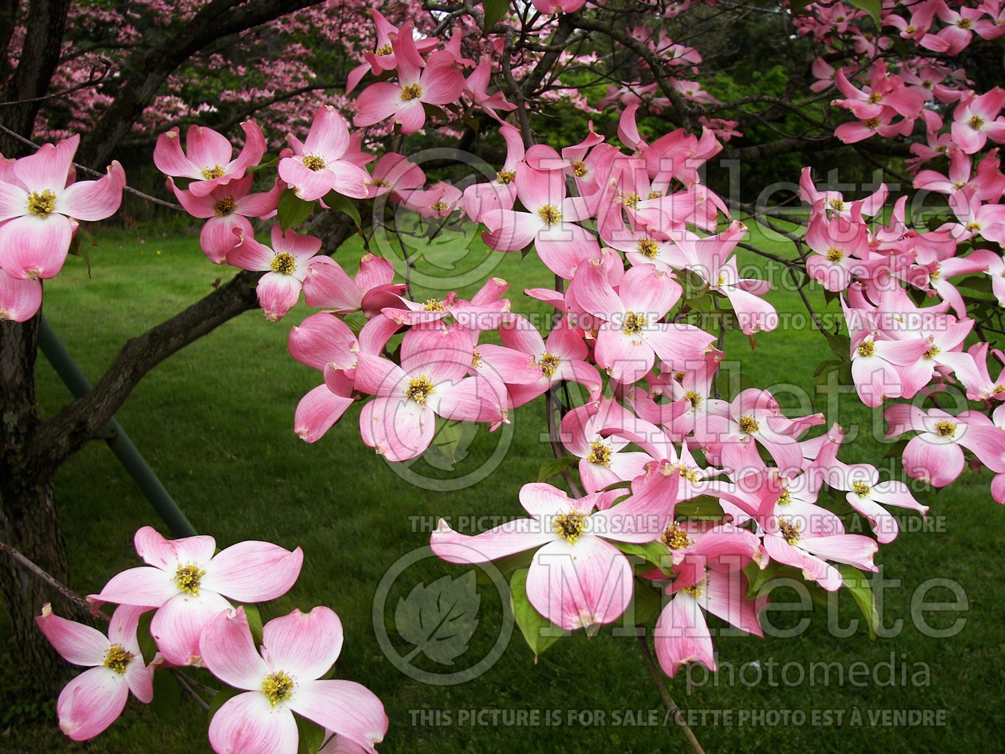 Cornus Stellar Pink aka Rutgan (Japanese Dogwood) 7