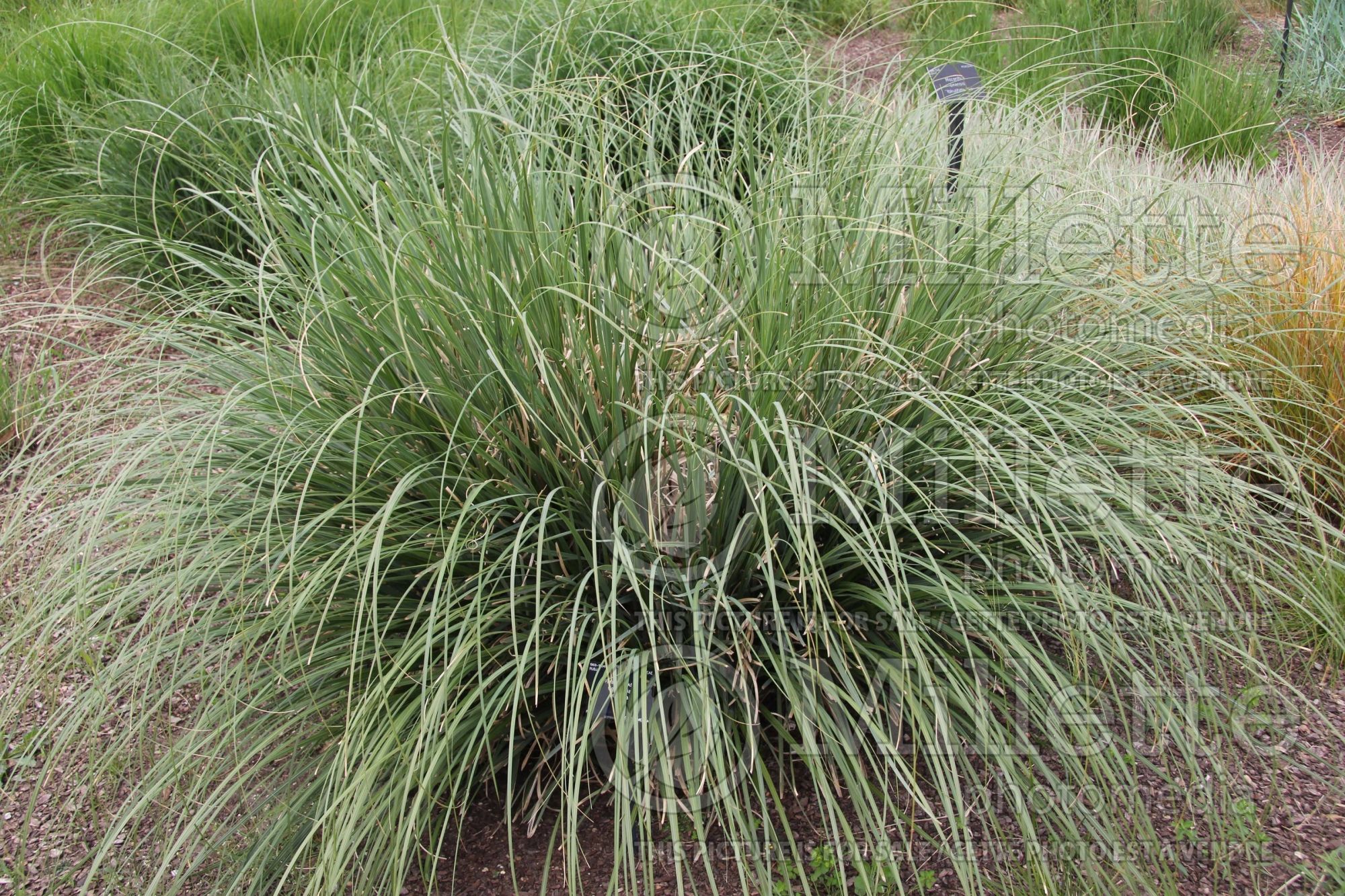 Cortaderia selloana (Pampas Grasses Ornamental Grass) 4