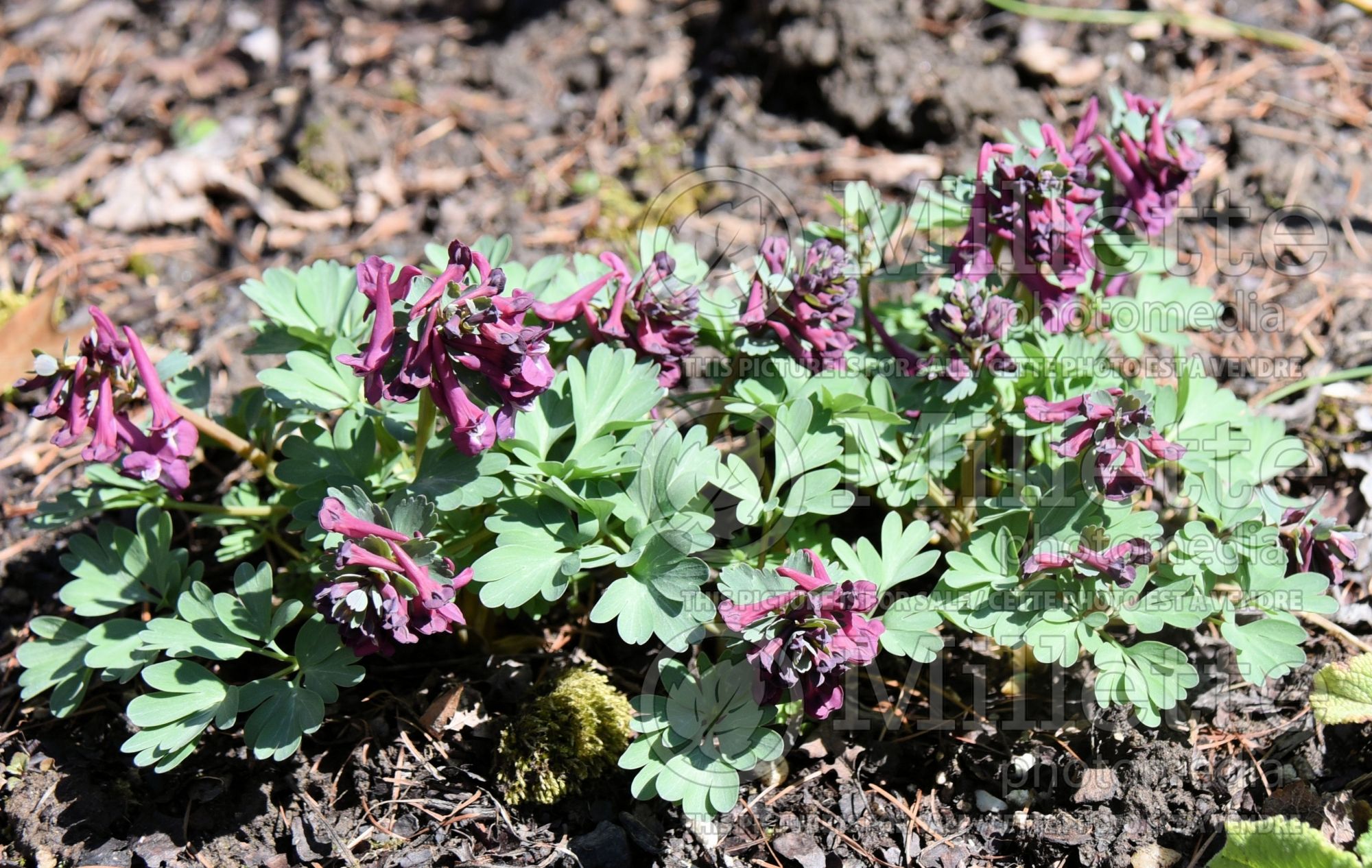 Corydalis Purple Bird (Bird in the Bush, Fumewort) 3