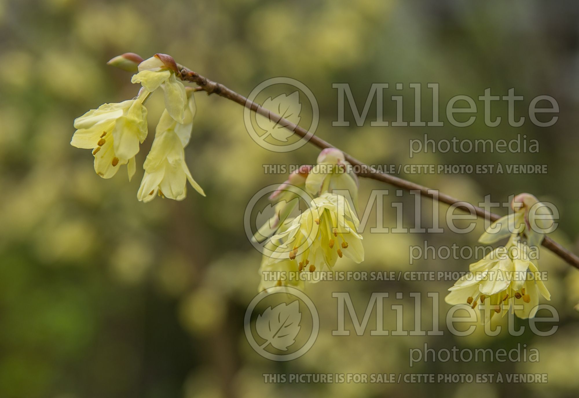 Corylopsis pauciflora (winter hazel) 2