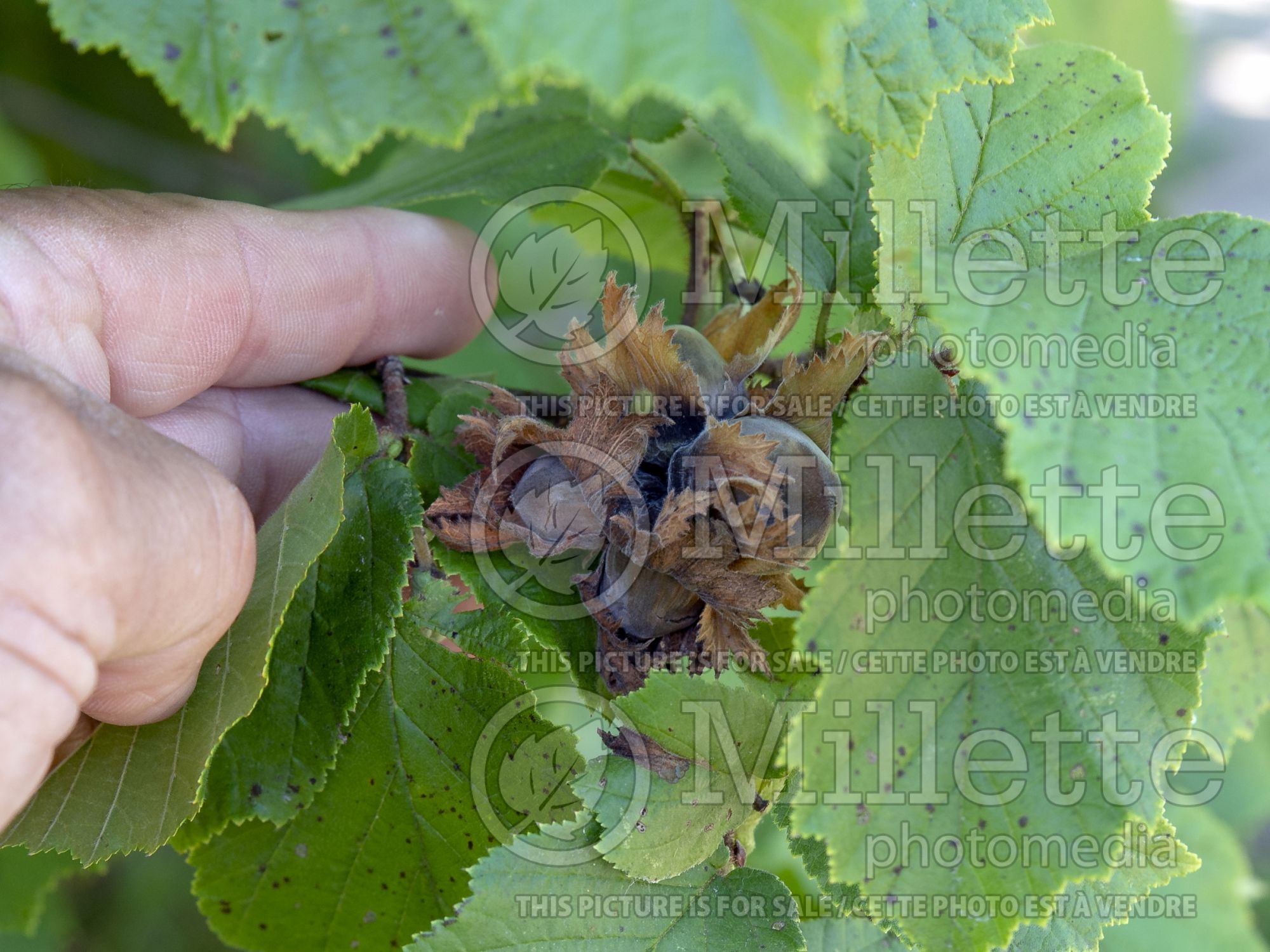 Corylus Precocious (Hazel hazelnut) 3