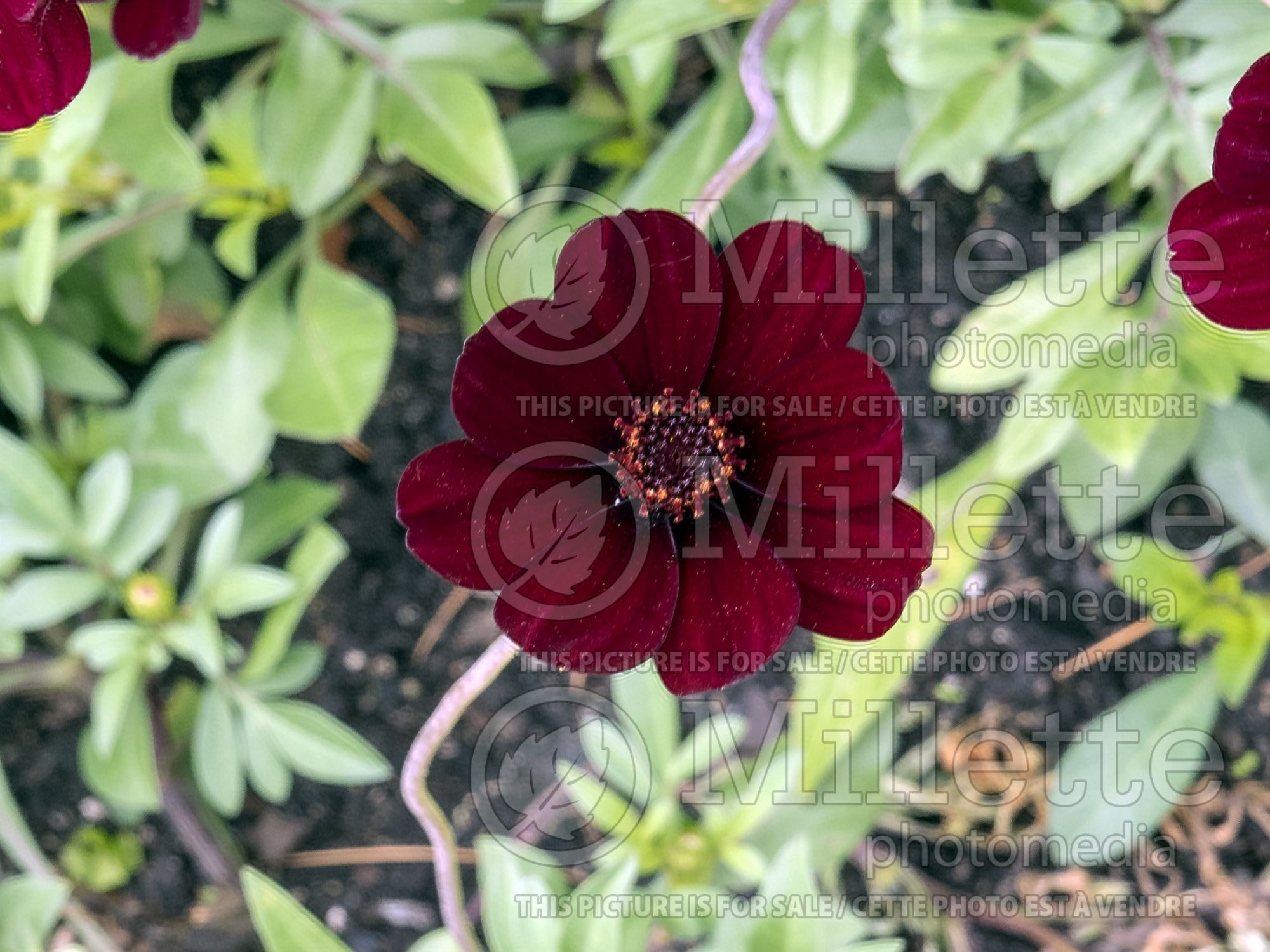 Cosmos Thomocha (Cosmos) 1