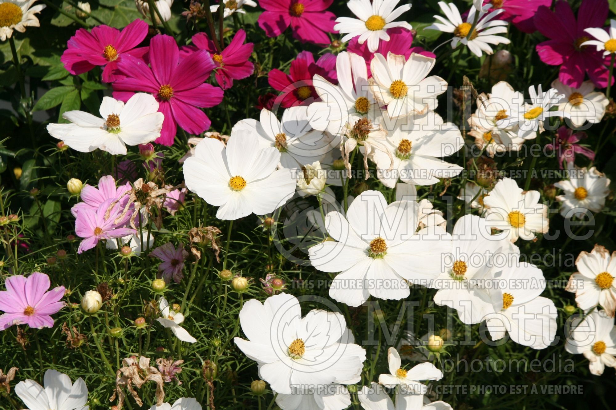 Cosmos Mix (Cosmos) 1