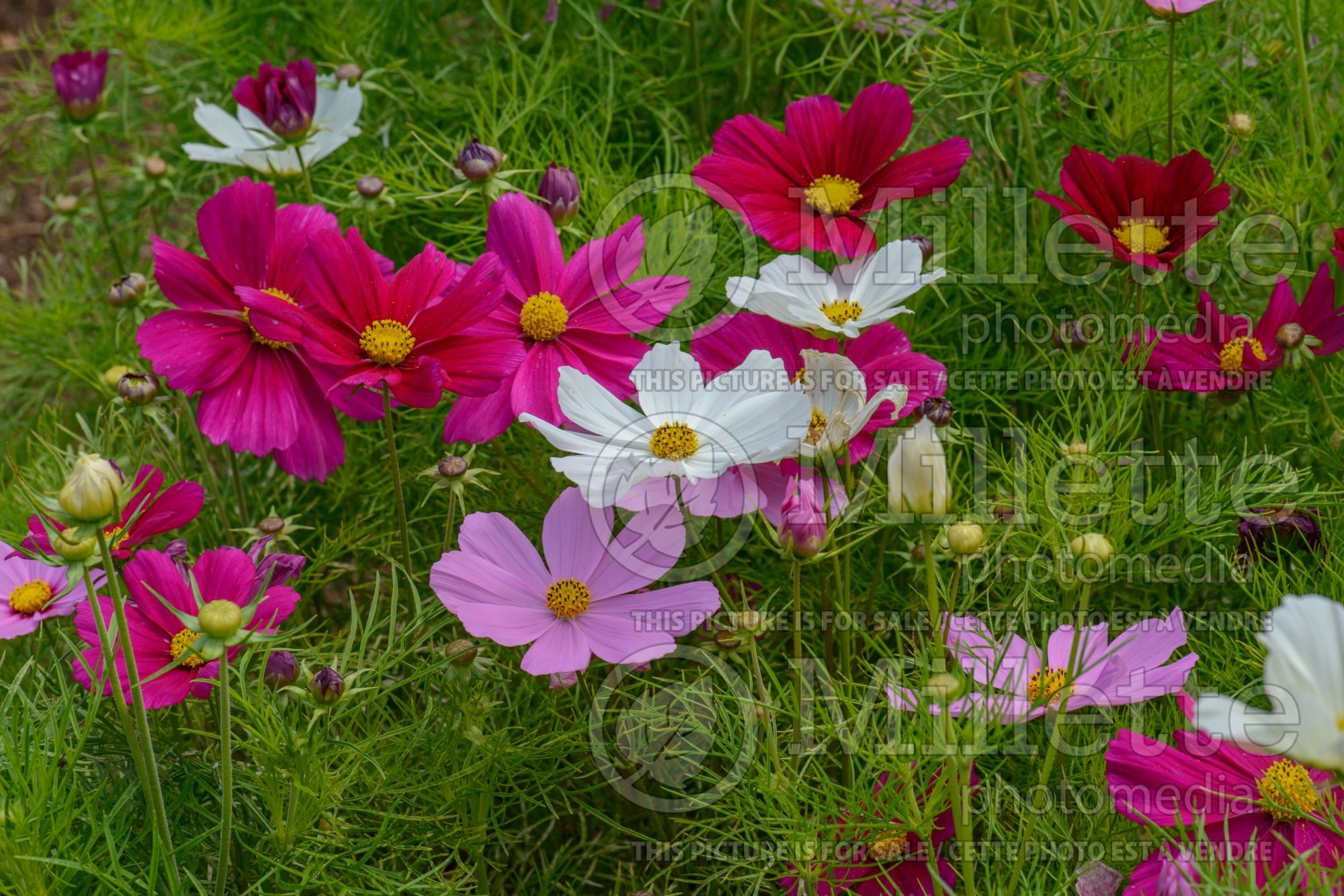 Cosmos Mix (Cosmos) 2