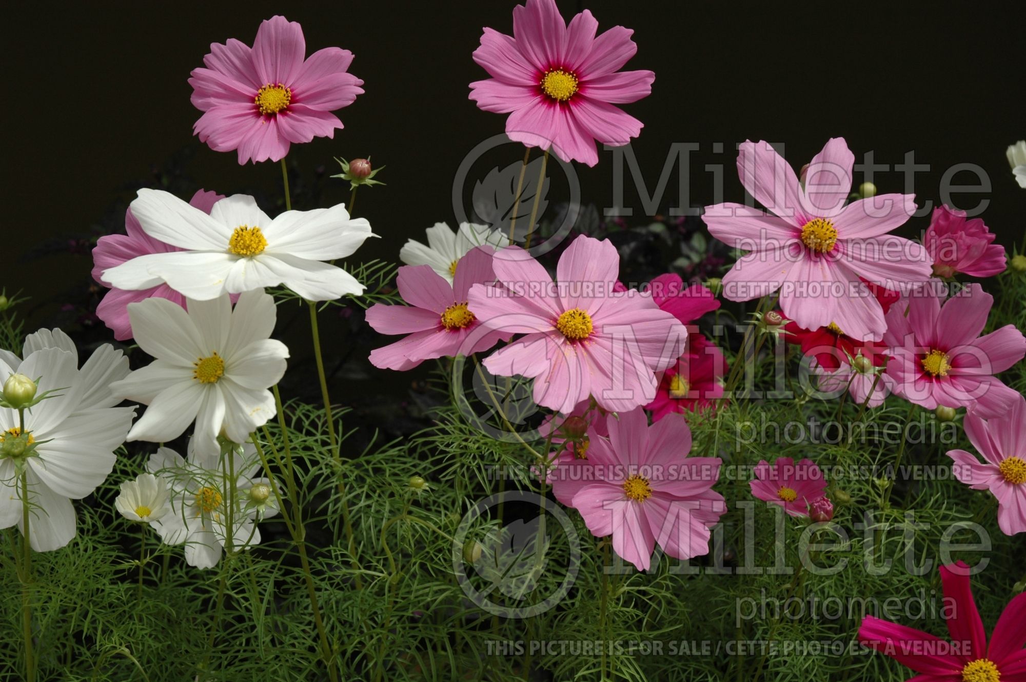 Cosmos Mix (Cosmos) 3