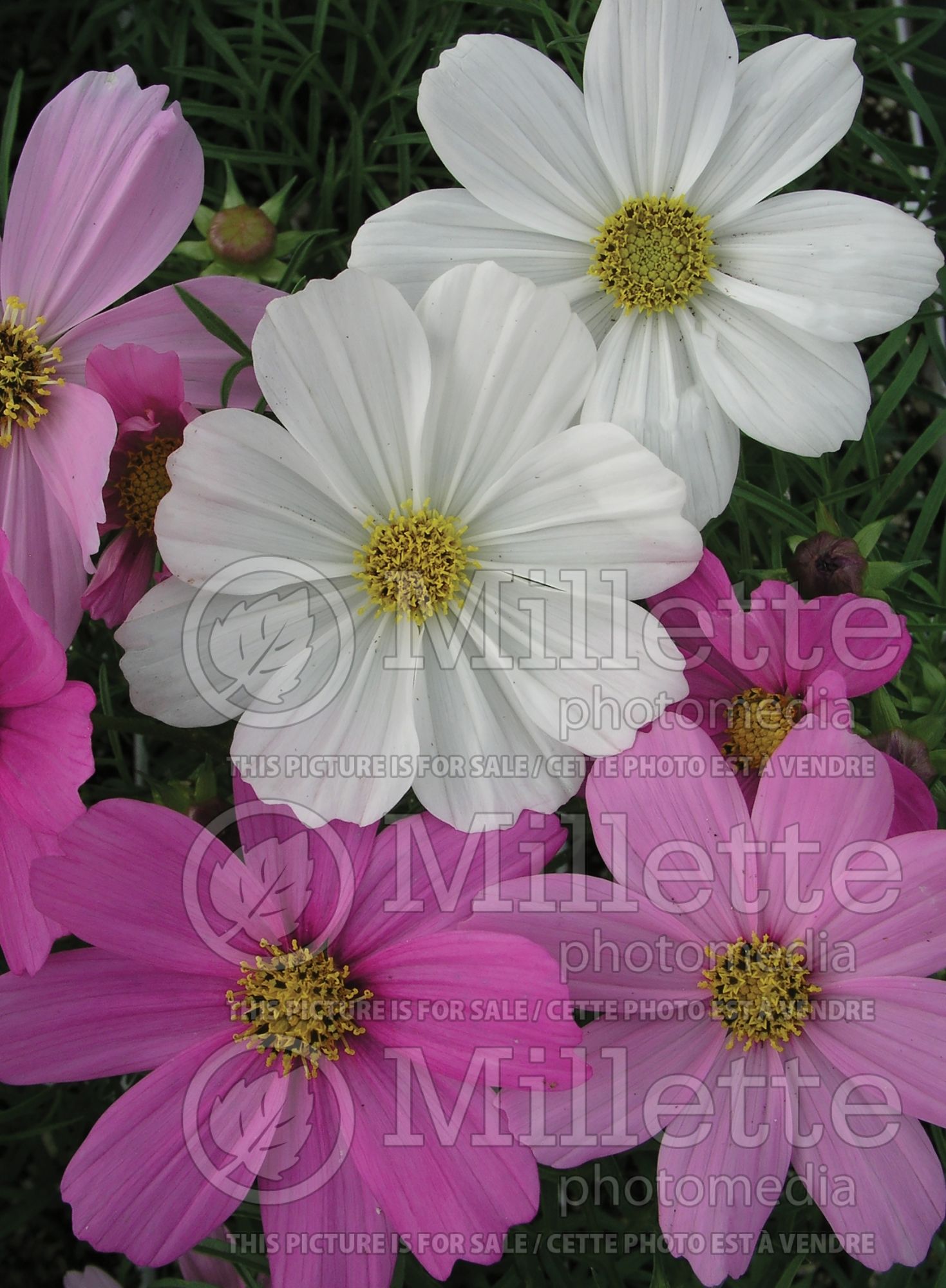 Cosmos mix (Cosmos) 5