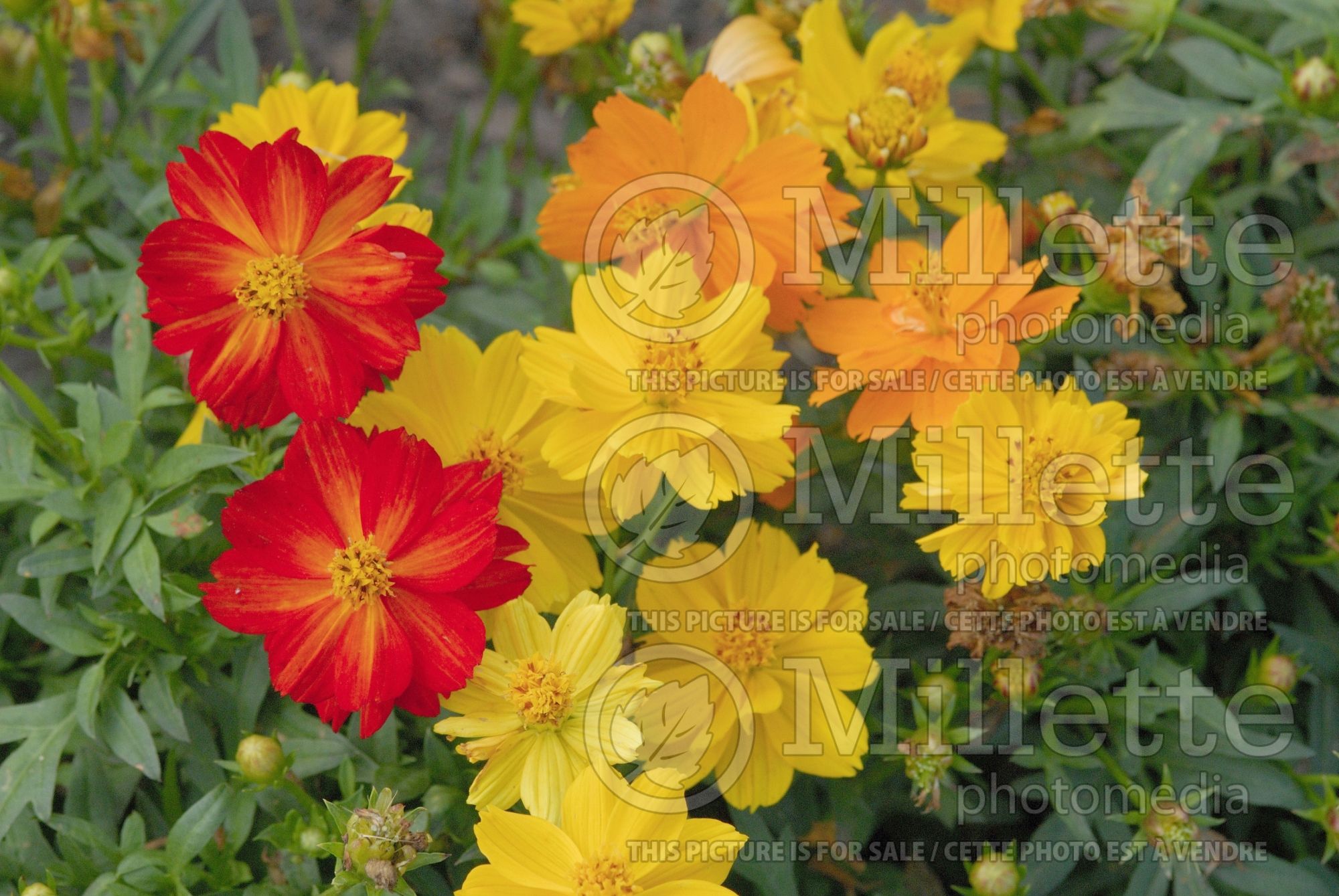 Cosmos Mix (Cosmos) 4