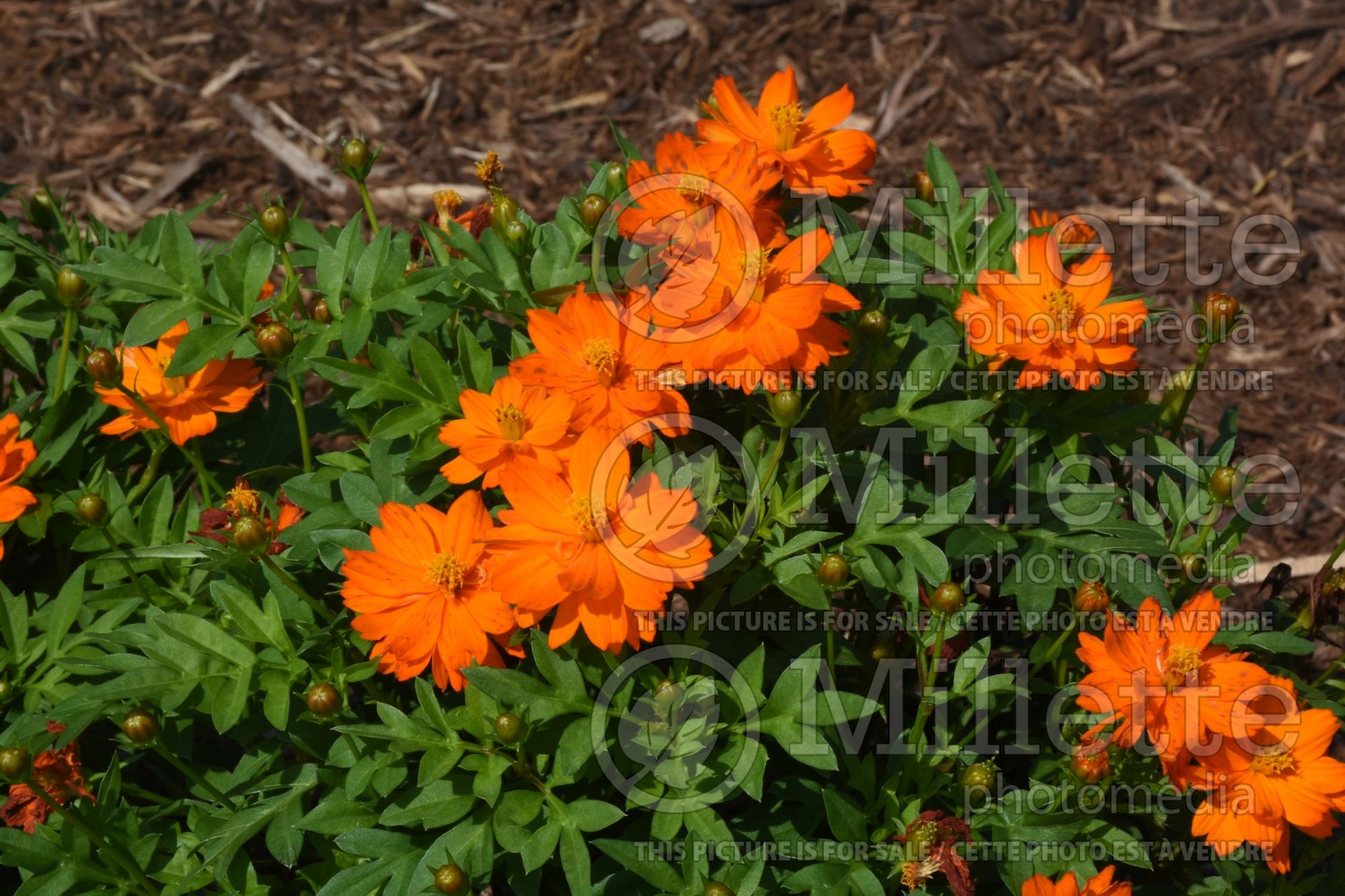 Cosmos Mandarin (Cosmos) 1